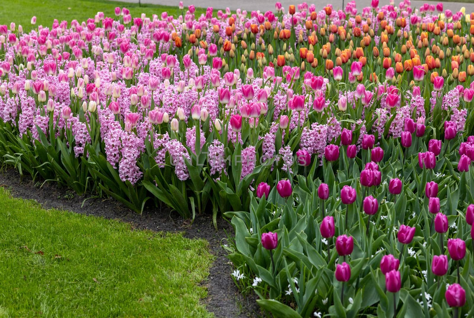 colorful tulips and purple hyacinths blooming in a garden