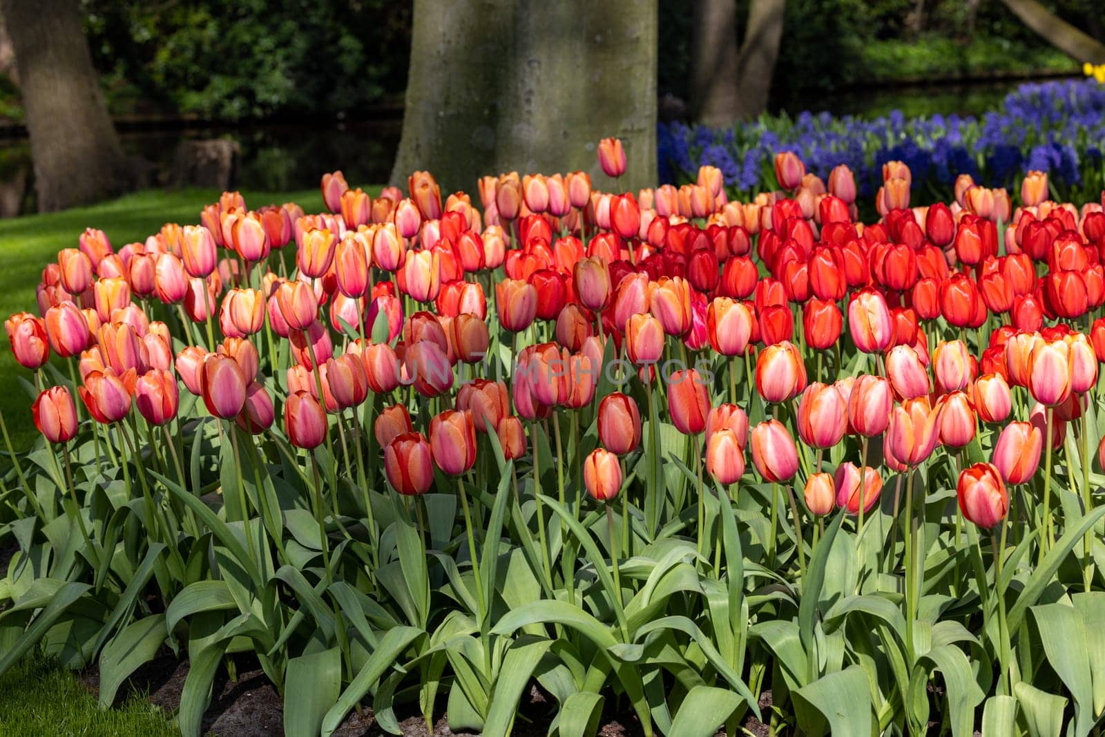 red tulips blooming in a garden