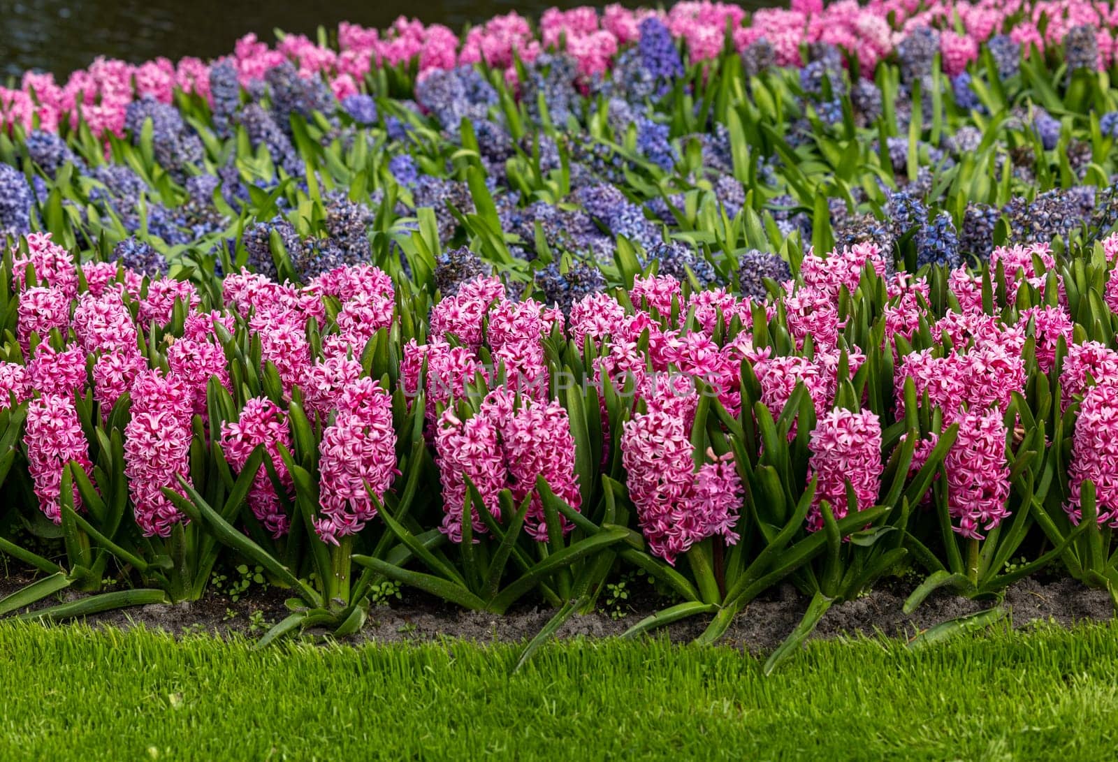 pink and blue hyacinths blooming in a garden