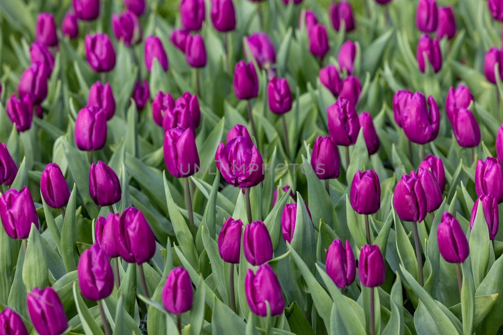 purple tulips blooming in a garden