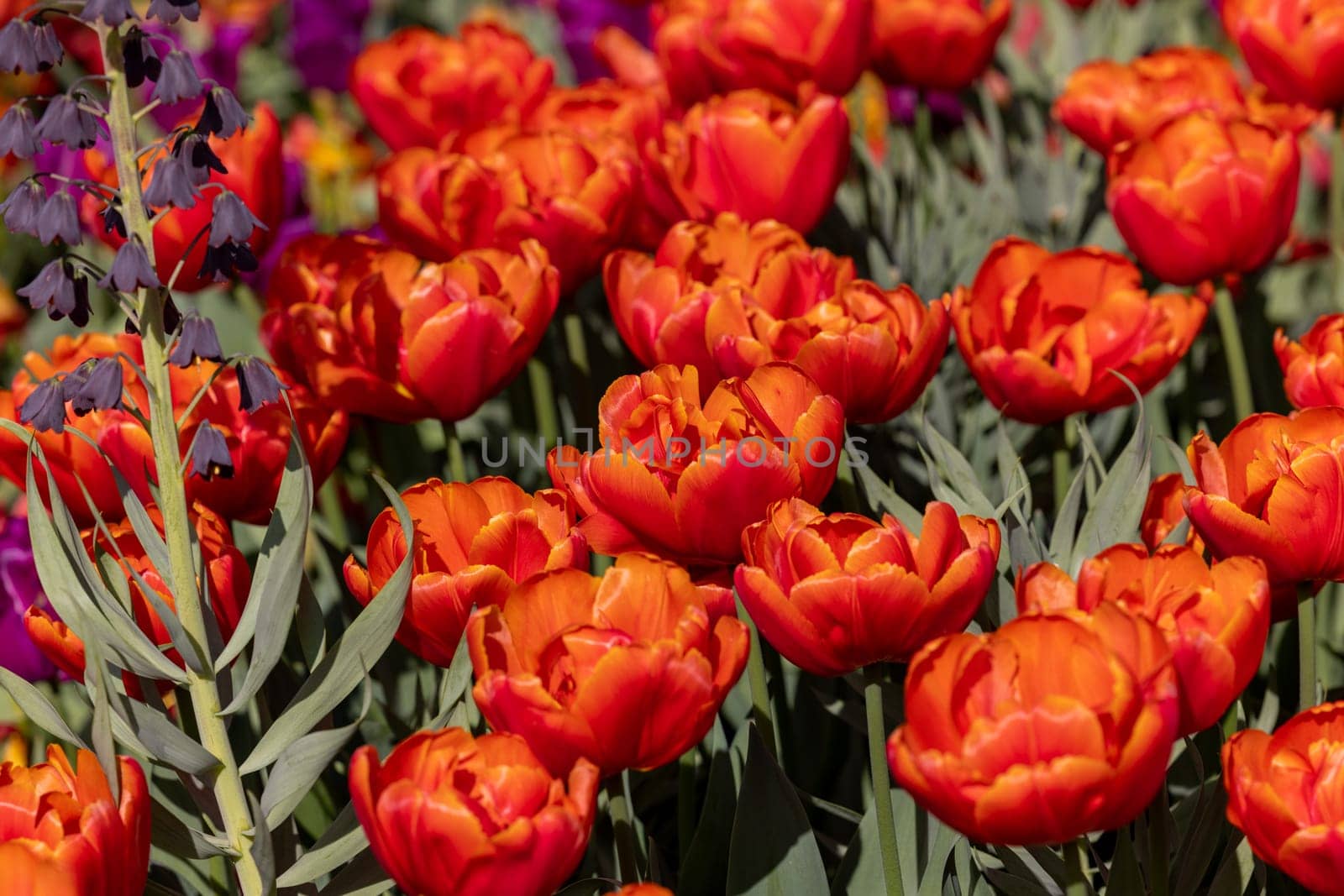 red tulips blooming in a garden