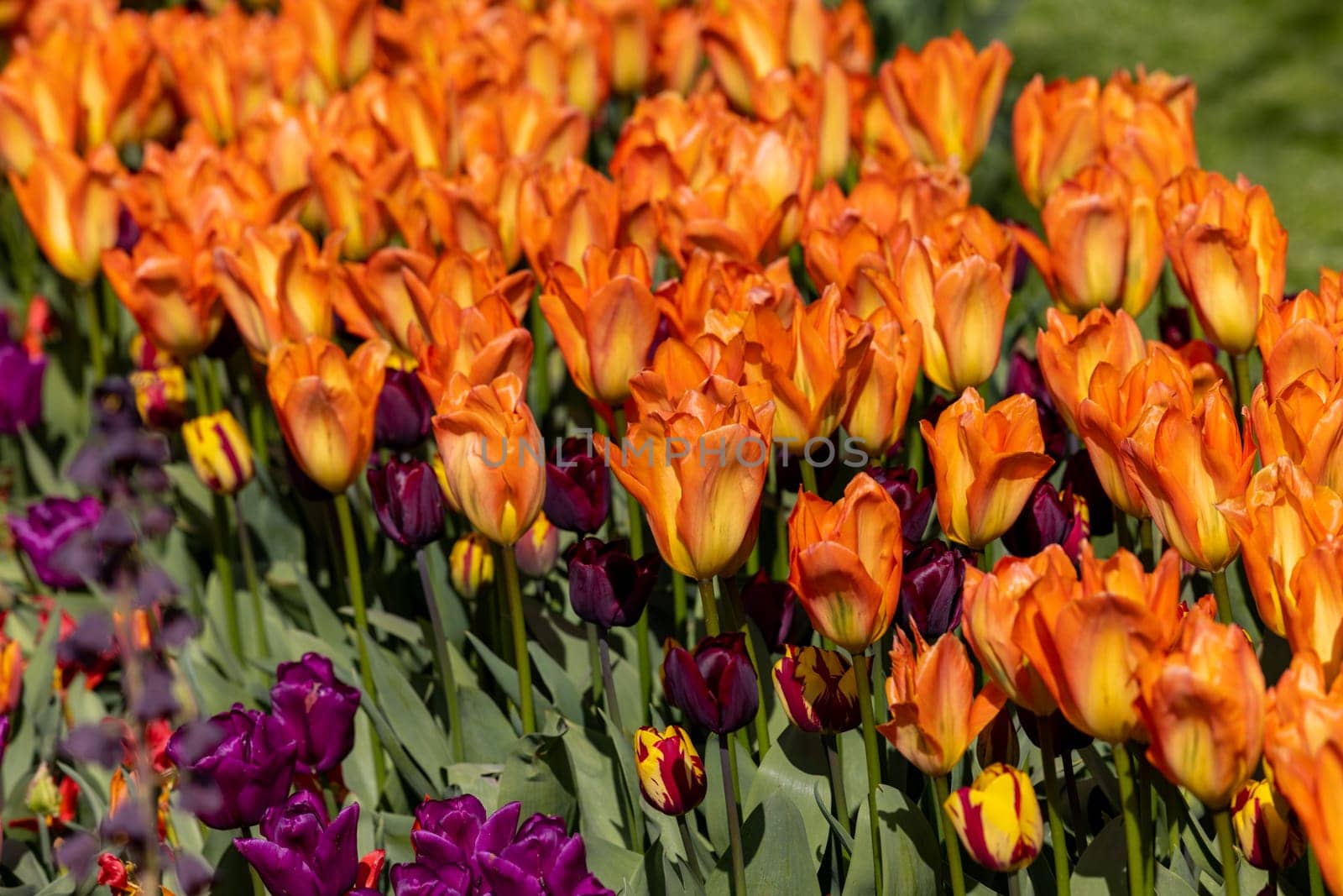 orange tulips blooming in a garden