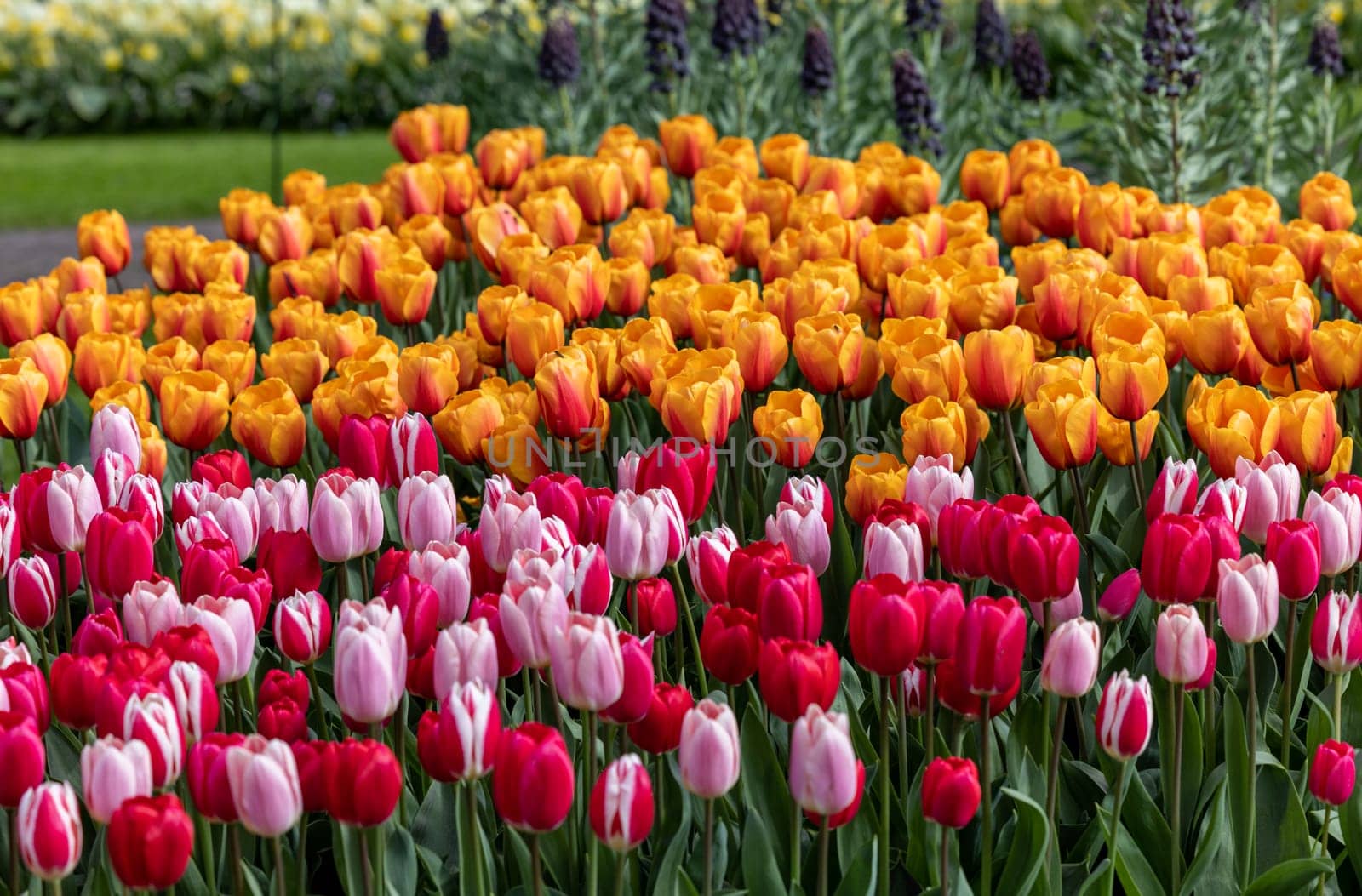 colorful tulips blooming in a garden