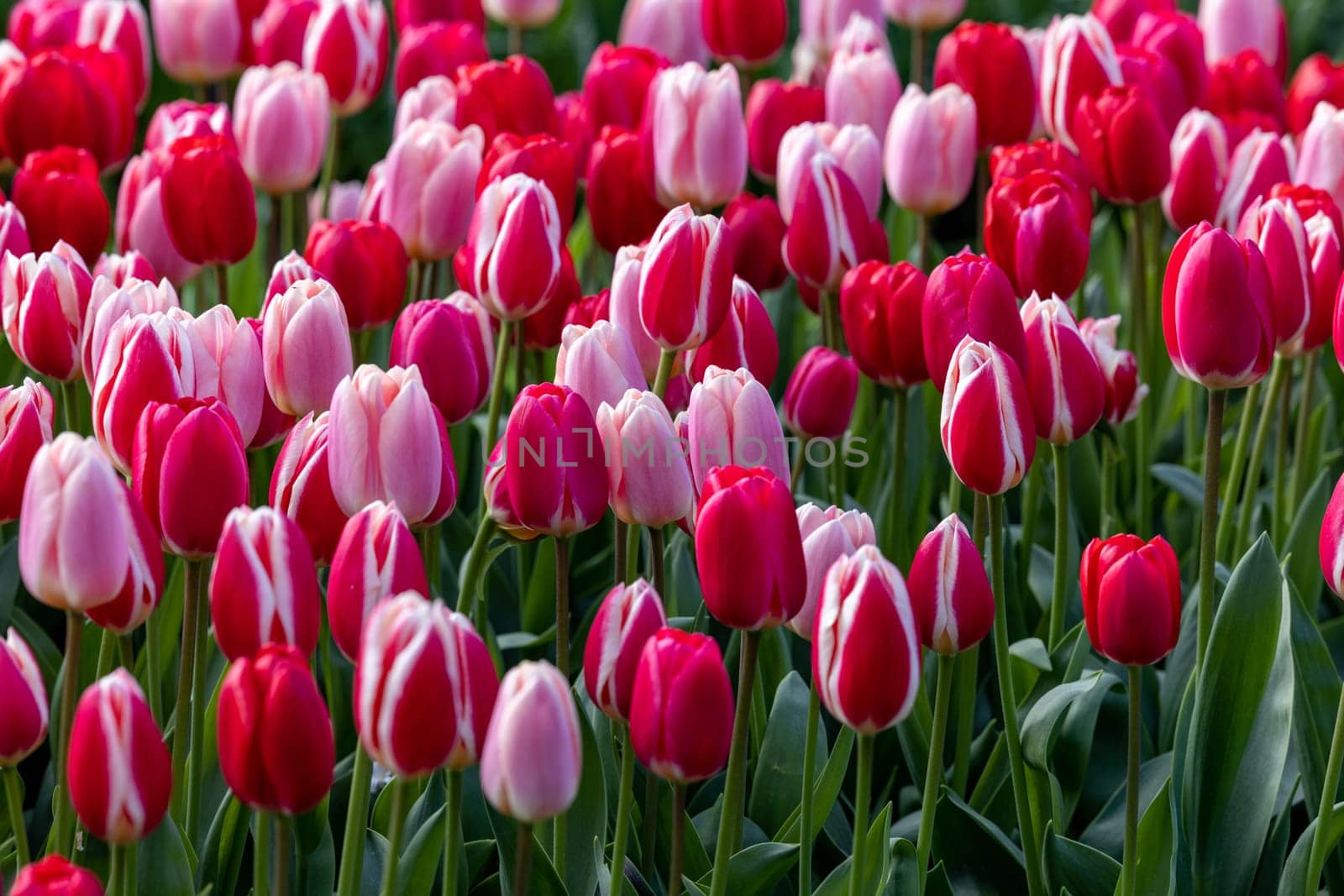 red and pink tulips blooming in a garden