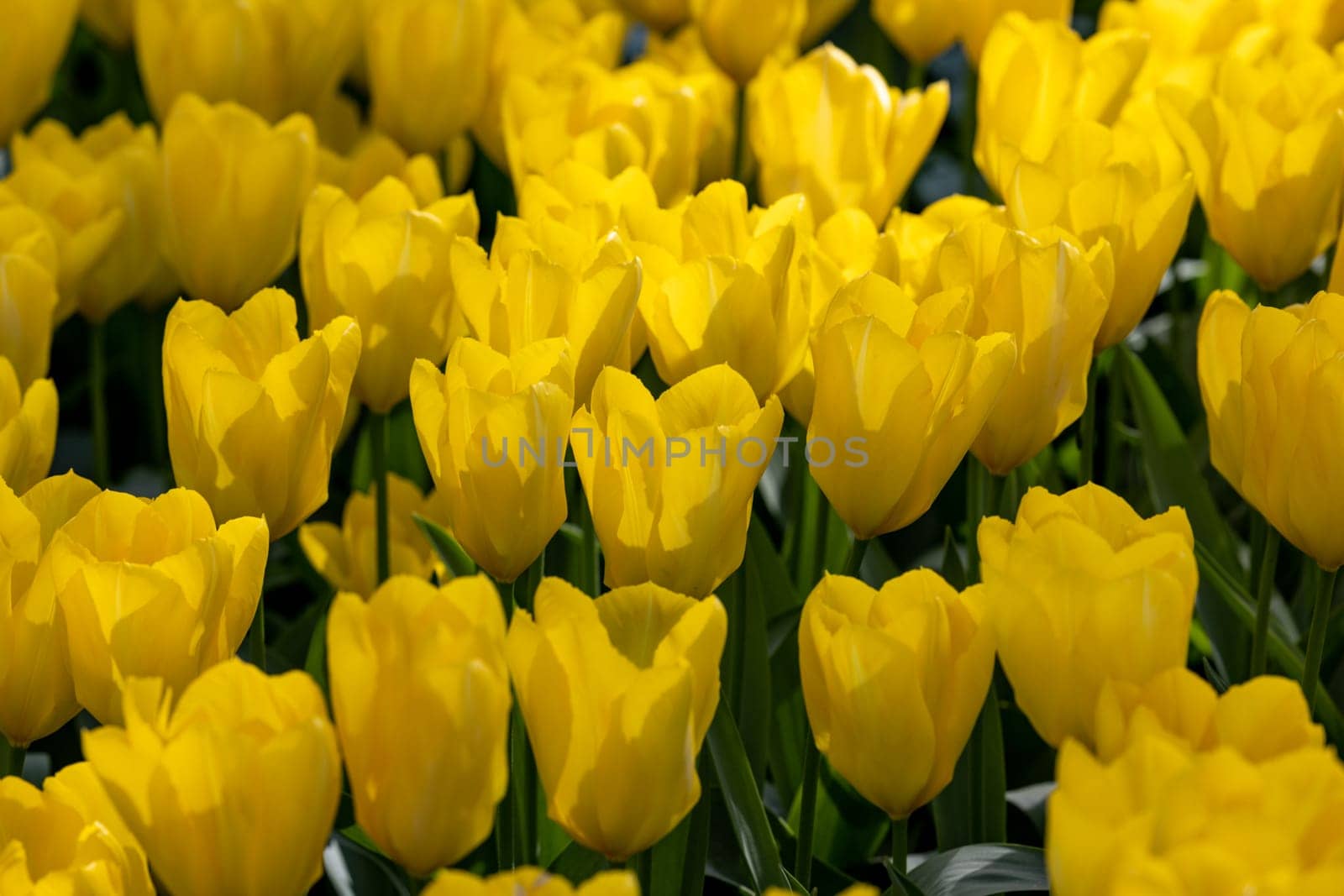 yellow tulips blooming in a garden