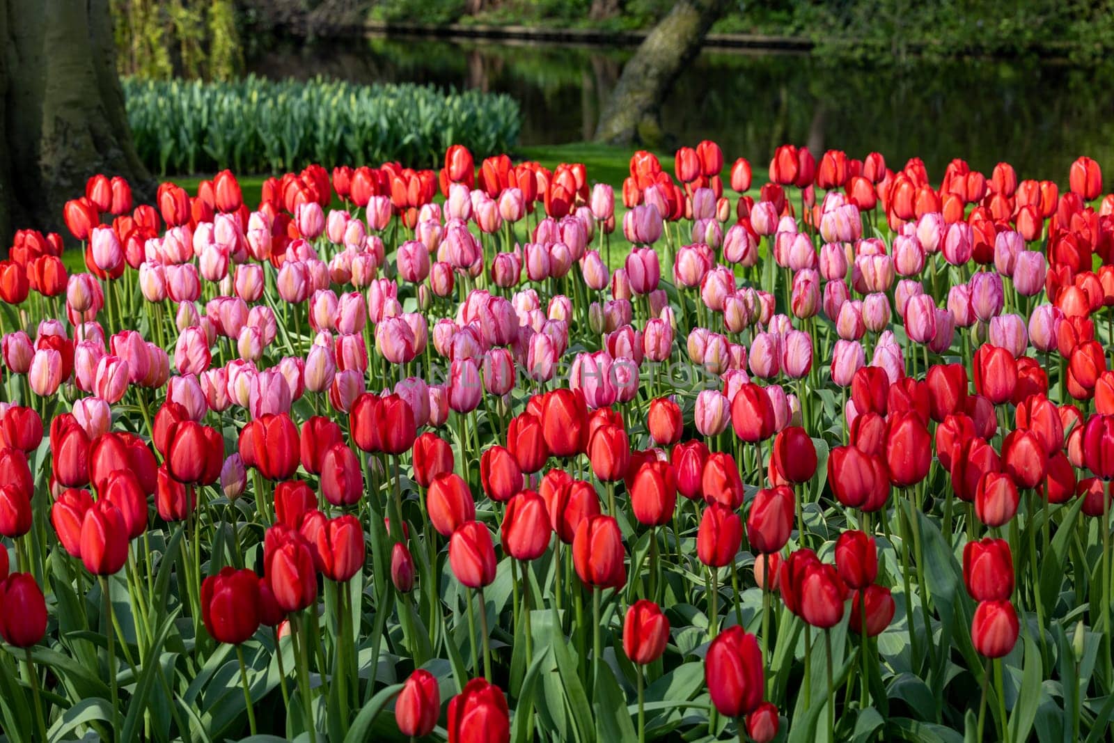 red and pink tulips blooming in a garden
