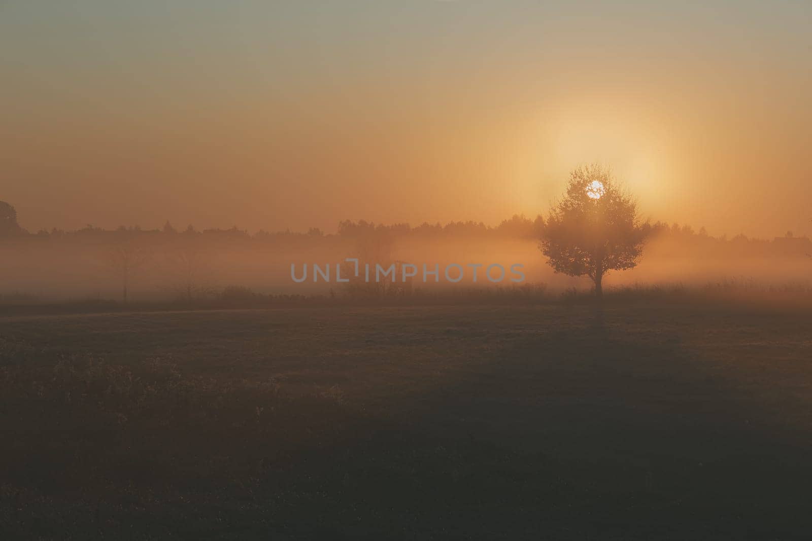 Sun rising above field flooded with fog in the morning. Meadow landscape with one tree in the field