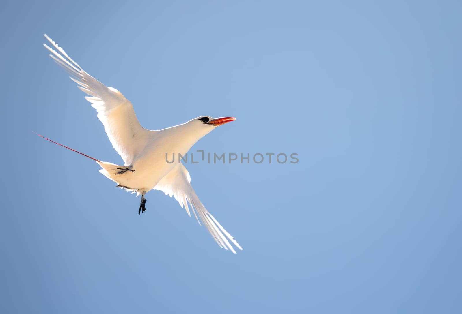 The red-tailed tropicbird (Phaethon rubricauda) in flight. Seabird native to tropical parts of Indian and Pacific Oceans. Bird flying against blue sky on island Nosy Ve. Madagascar wildlife animal.