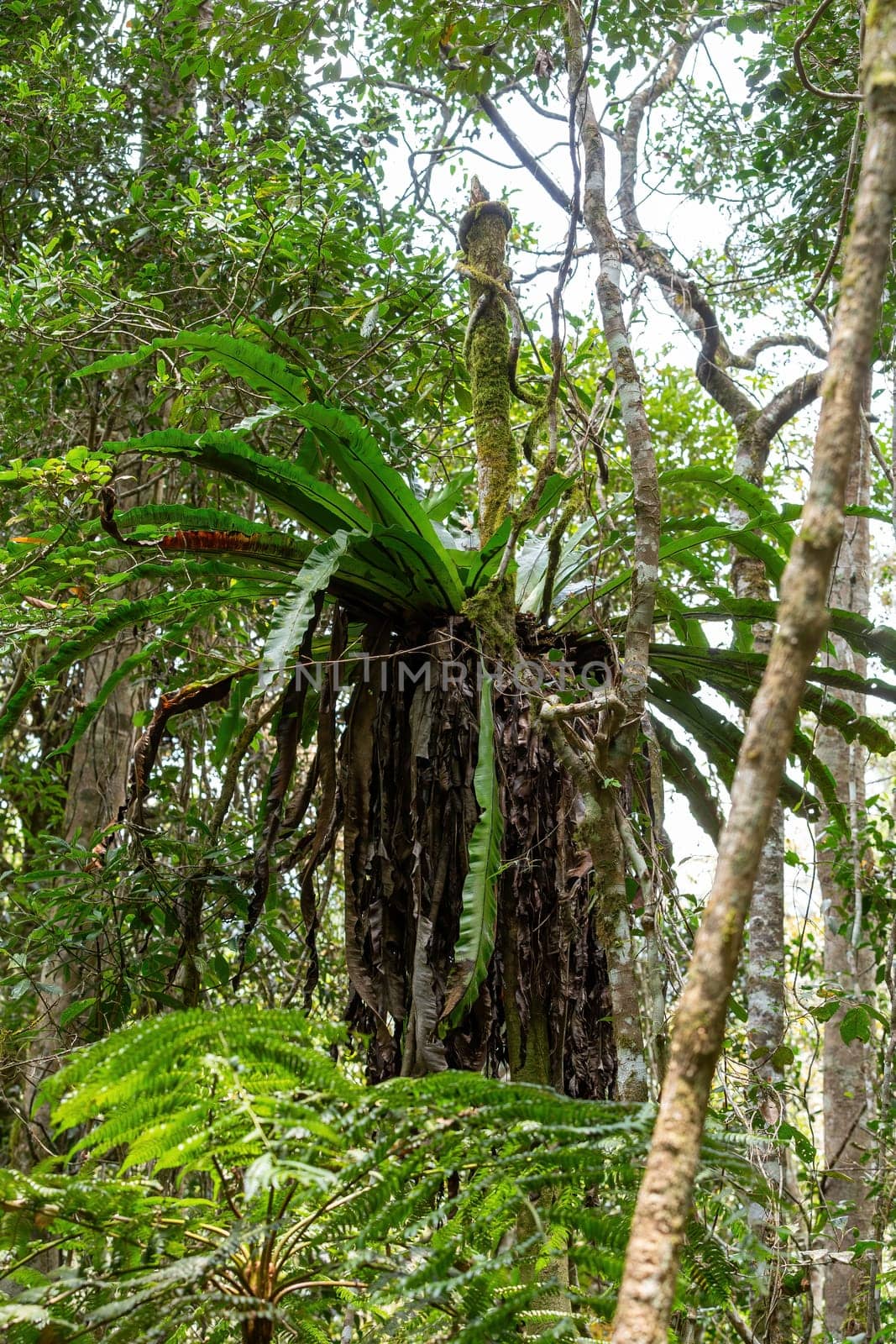 The lush foliage of Madagascar's Mantadia rainforest, Plant epiphyte growing on trees. Madagascar wilderness landscape