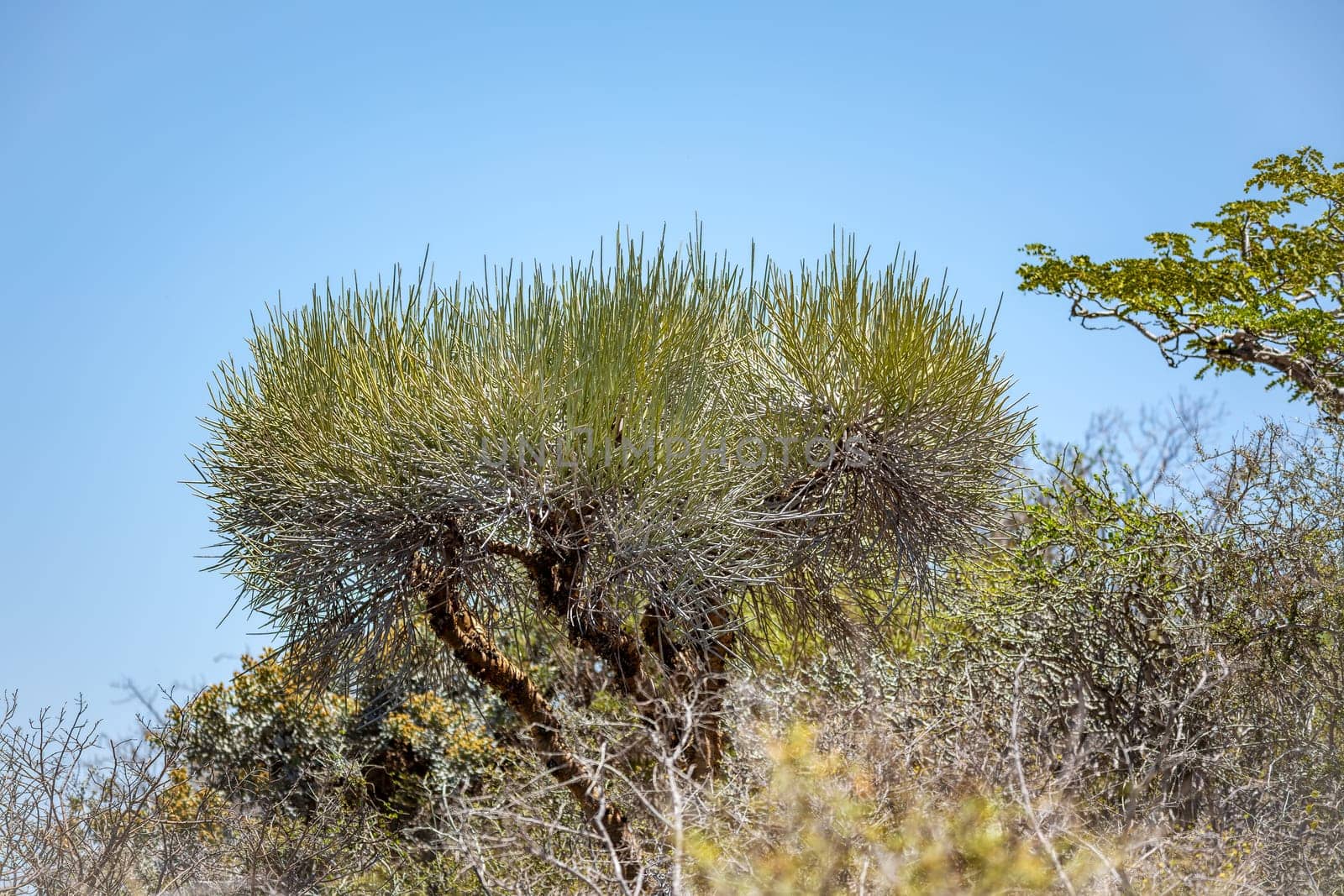 Tourist trail in Tsimanampetsotsa national park known as Tsimanampetsotsa Nature Reserve. South-west Madagascar wilderness landscape.