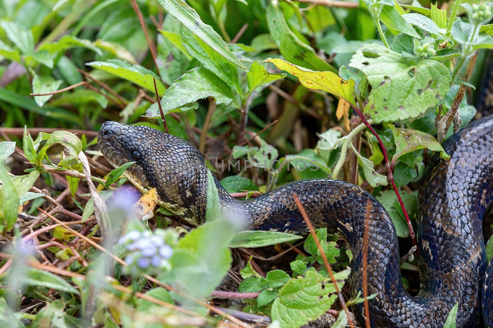 Sanzinia madagascariensis, also known as the Malagasy tree boa or Madagascar tree boa, big non venomous endemic strangler snake. Ranomafana National Park. Madagascar wildlife animal.