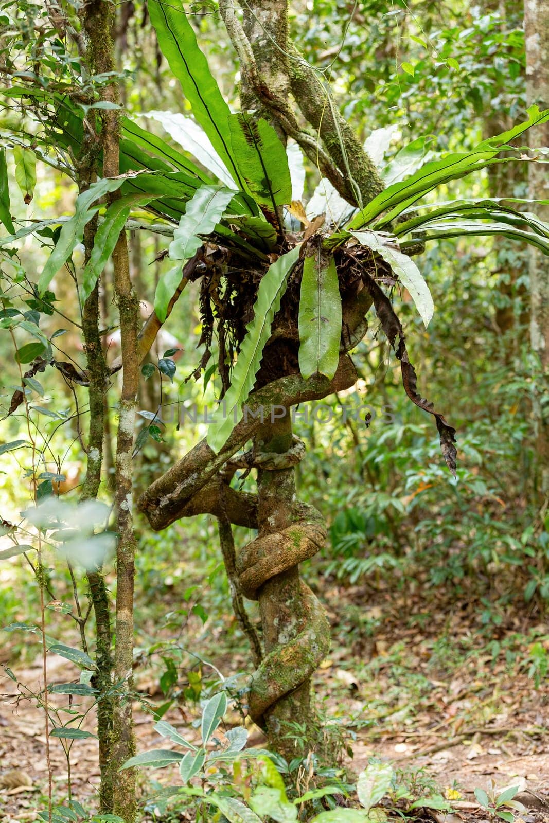 The lush foliage of Madagascar's Mantadia rainforest, Plant epiphyte growing on trees. Madagascar wilderness landscape