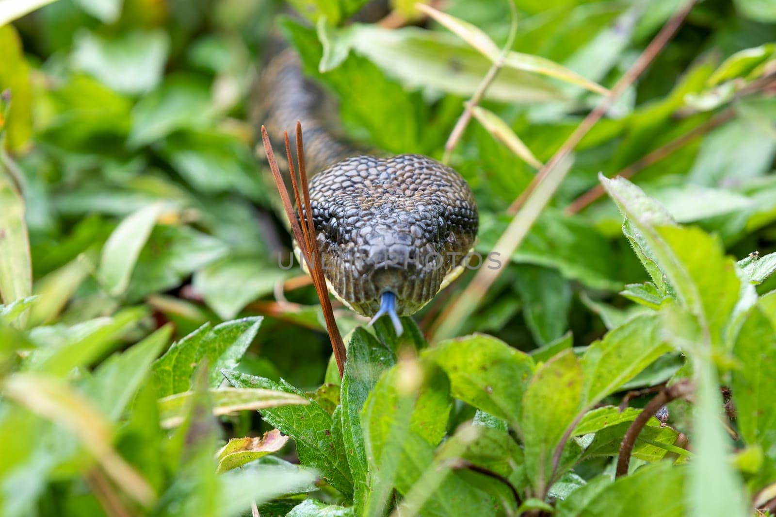 Sanzinia madagascariensis, also known as the Malagasy tree boa or Madagascar tree boa, big non venomous endemic strangler snake. Ranomafana National Park. Madagascar wildlife animal.