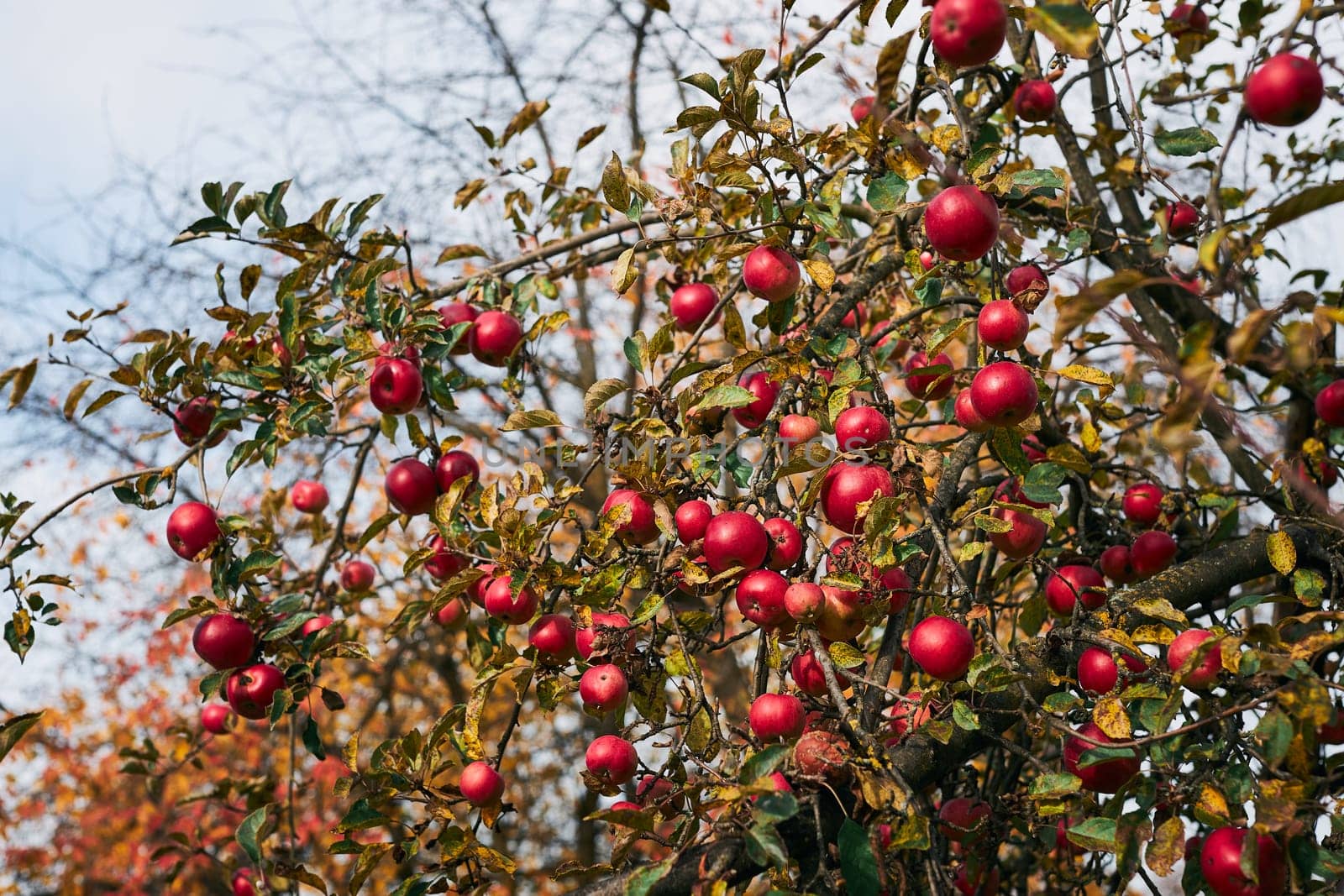 Apple tree with many ripe red juicy apples in orchard. Harvest time in countryside. Apple fresh healthy fruits ready to pick on fall season