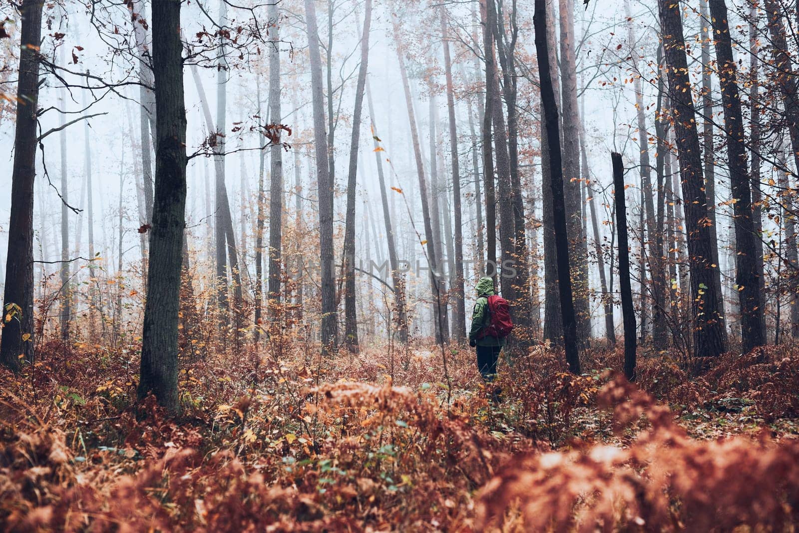 Woman with backpack wandering around a forest on autumn cold day. Back view of middle age active woman going along forest path actively spending time