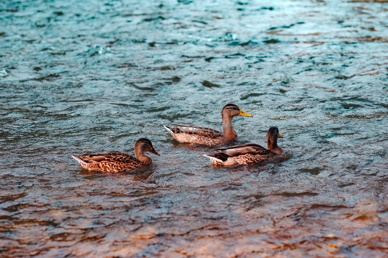 Closeup of three brown ducks sitting on the rippled surface of water