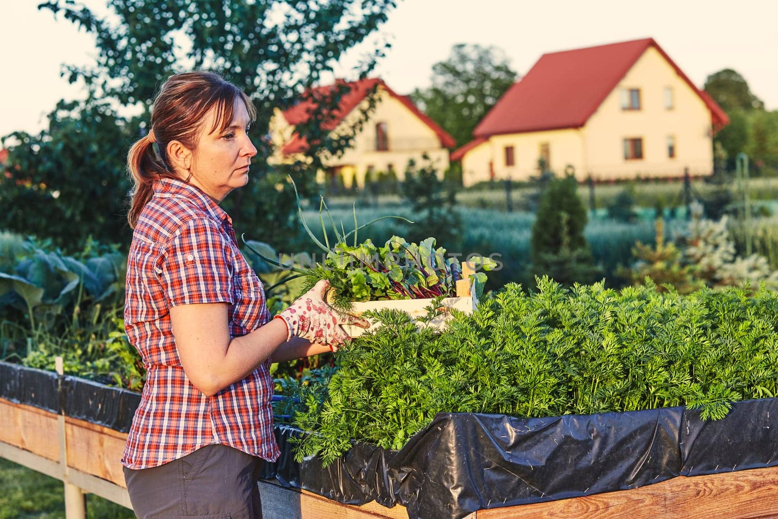 Woman working in a home garden in the backyard, picking the vegetables and put to wooden box. Candid people, real moments, authentic situations