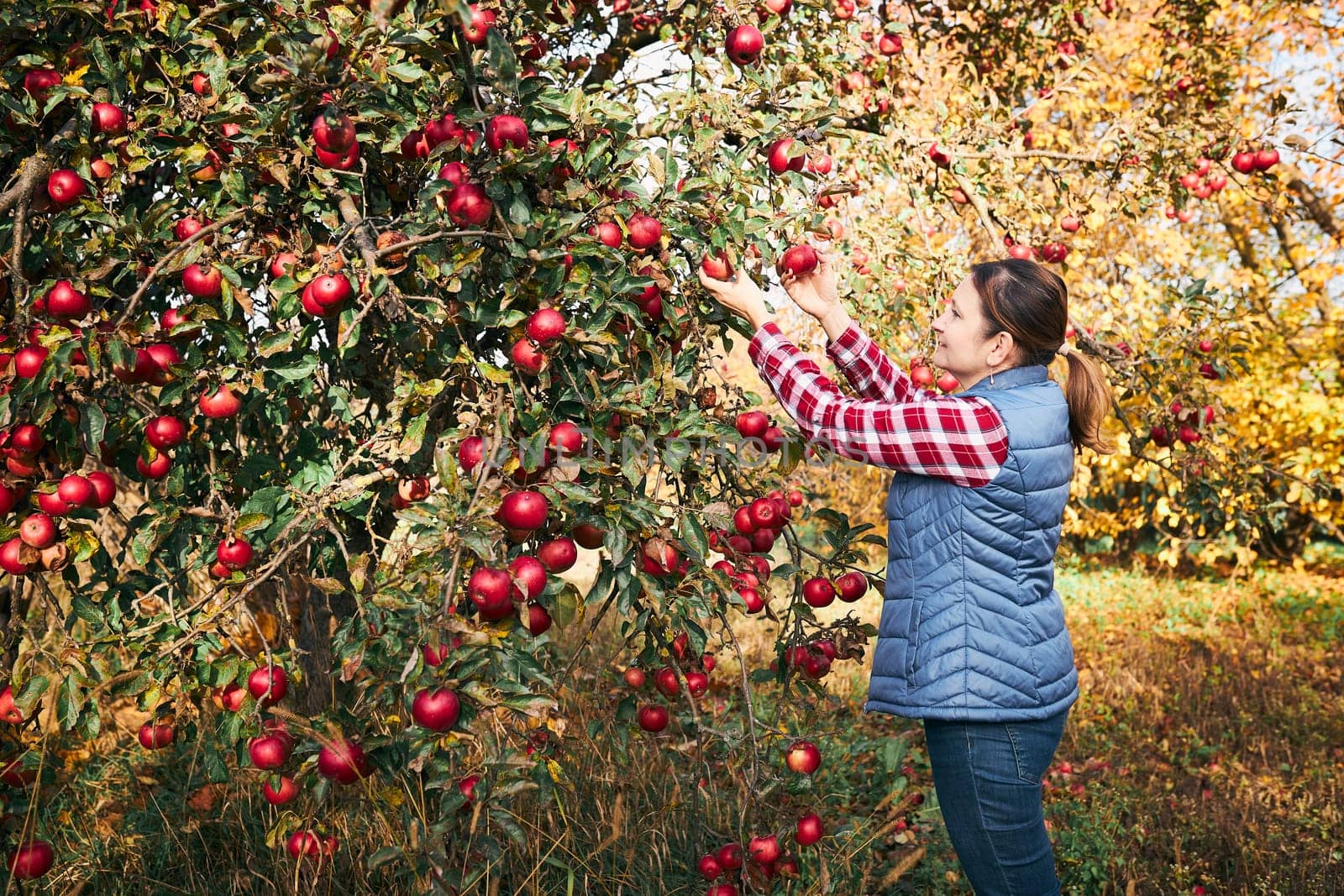 Woman picking ripe apples on farm. Farmer grabbing apples from tree in orchard. Fresh healthy fruits ready to pick on fall season. Agricultural industry. Harvest time in countryside