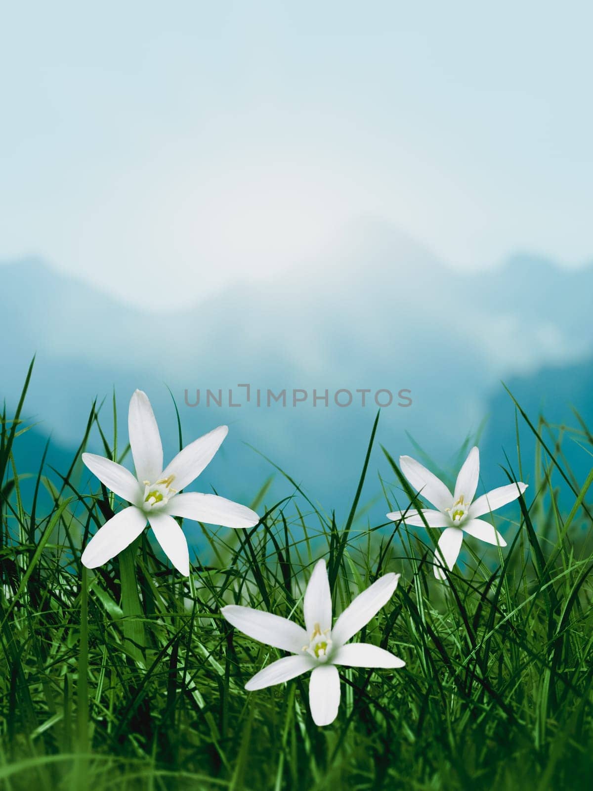 White little spring flowers in grass, blurred mountain range in the background, sun and sunrays above peaks. Copy space in the top