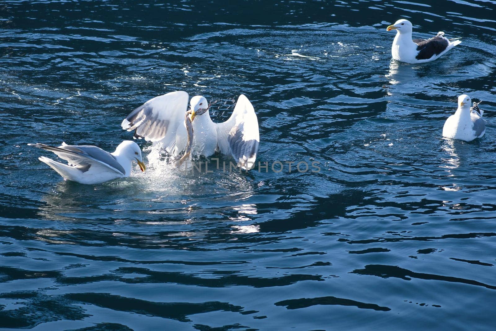 Seagulls fight over food in the fjord of Norway. Water drops splash. Feeding envy among seabirds. Animal photo from Scandinavia