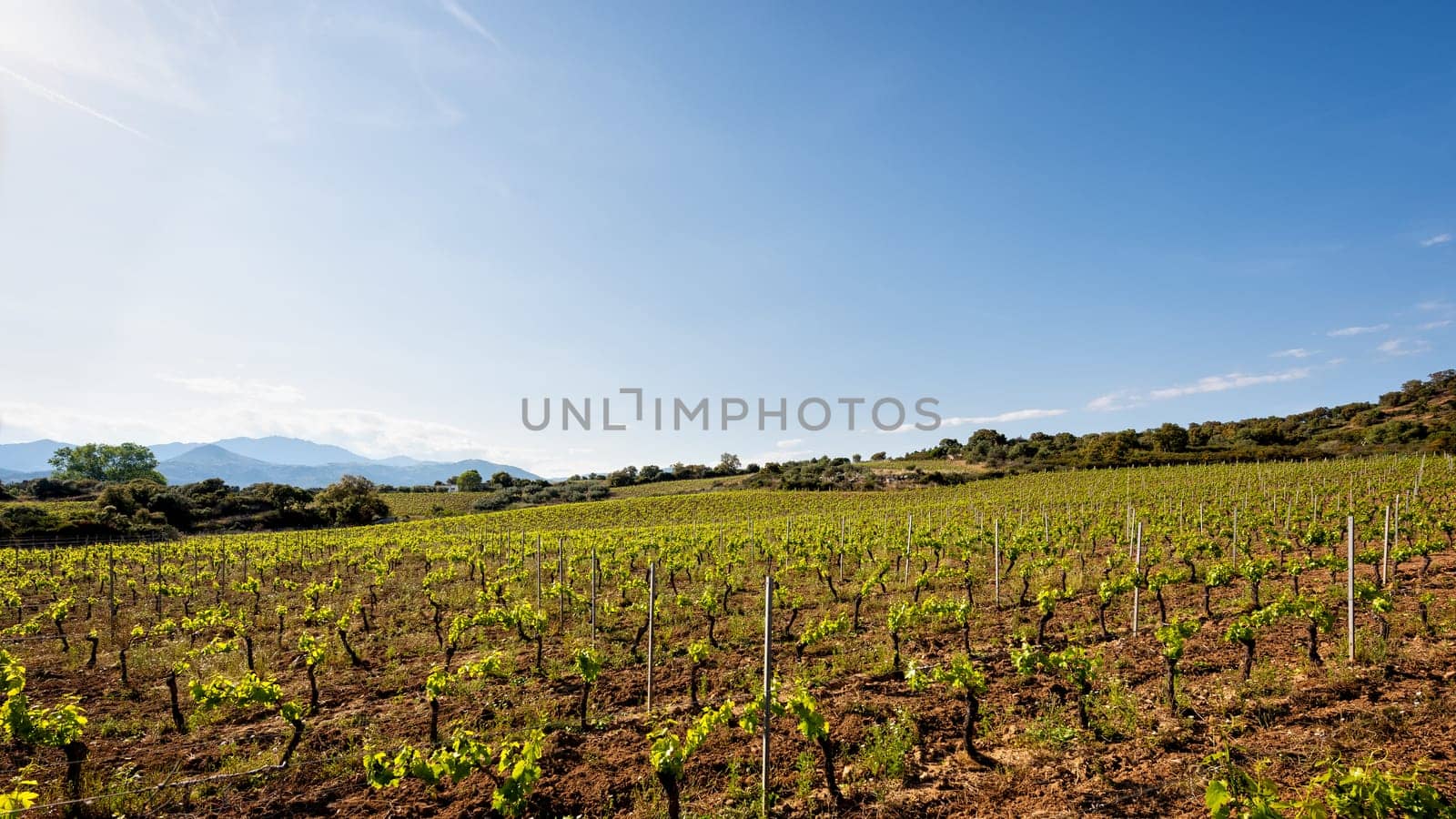 Vineyard of Cannonau grapes in spring with new shoots and young leaves in the branches. Young inflorescence of the vine. Traditional agriculture. Sardinia, Italy.
