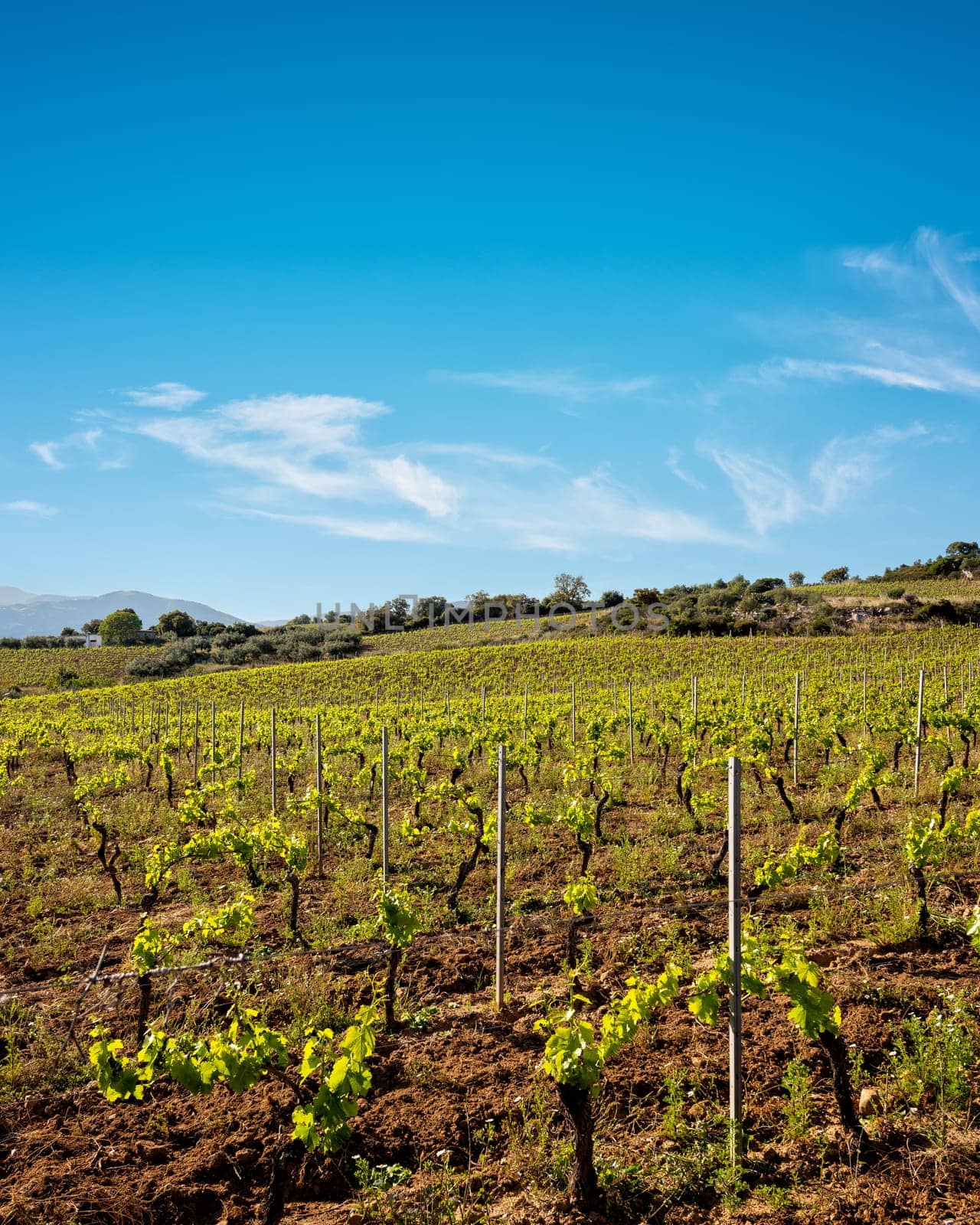 Vineyard of Cannonau grapes in spring with new shoots and young leaves in the branches. Young inflorescence of the vine. Traditional agriculture. Sardinia, Italy.