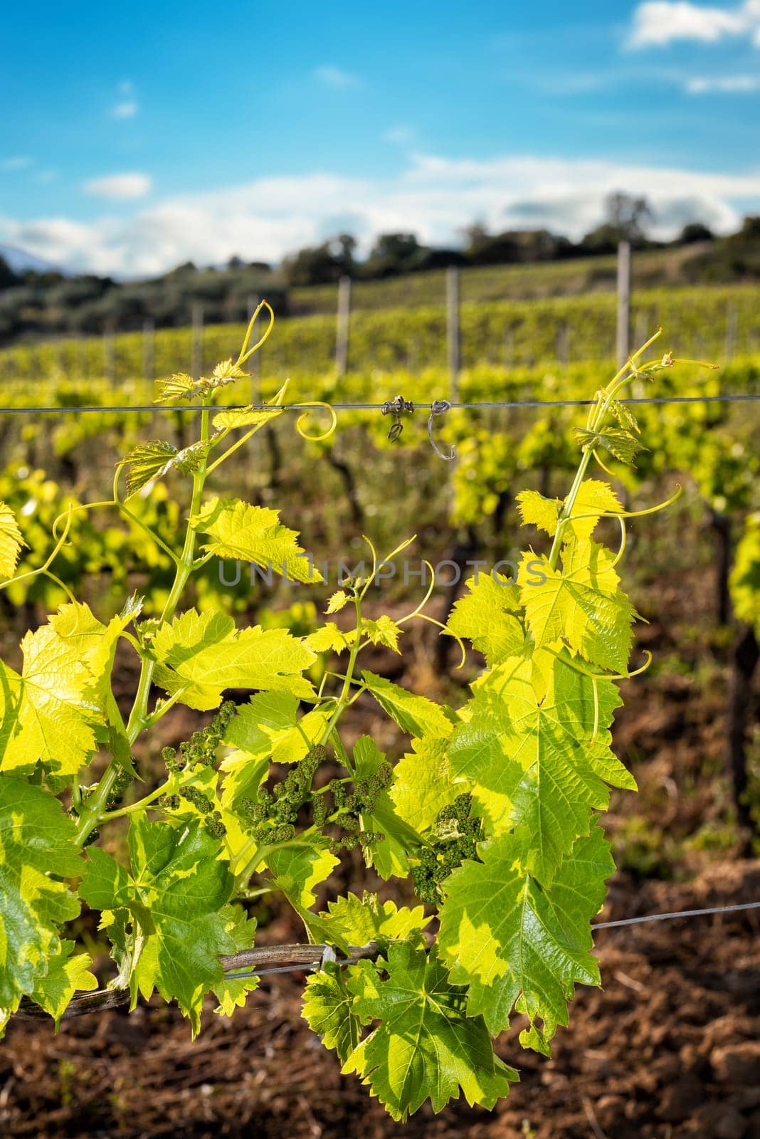 Young sprouts with bunches of Cannonau grapes. Close-up of the buds and bunches of grapes in the branches of a vineyard in Sardinia, Italy. Traditional agriculture.