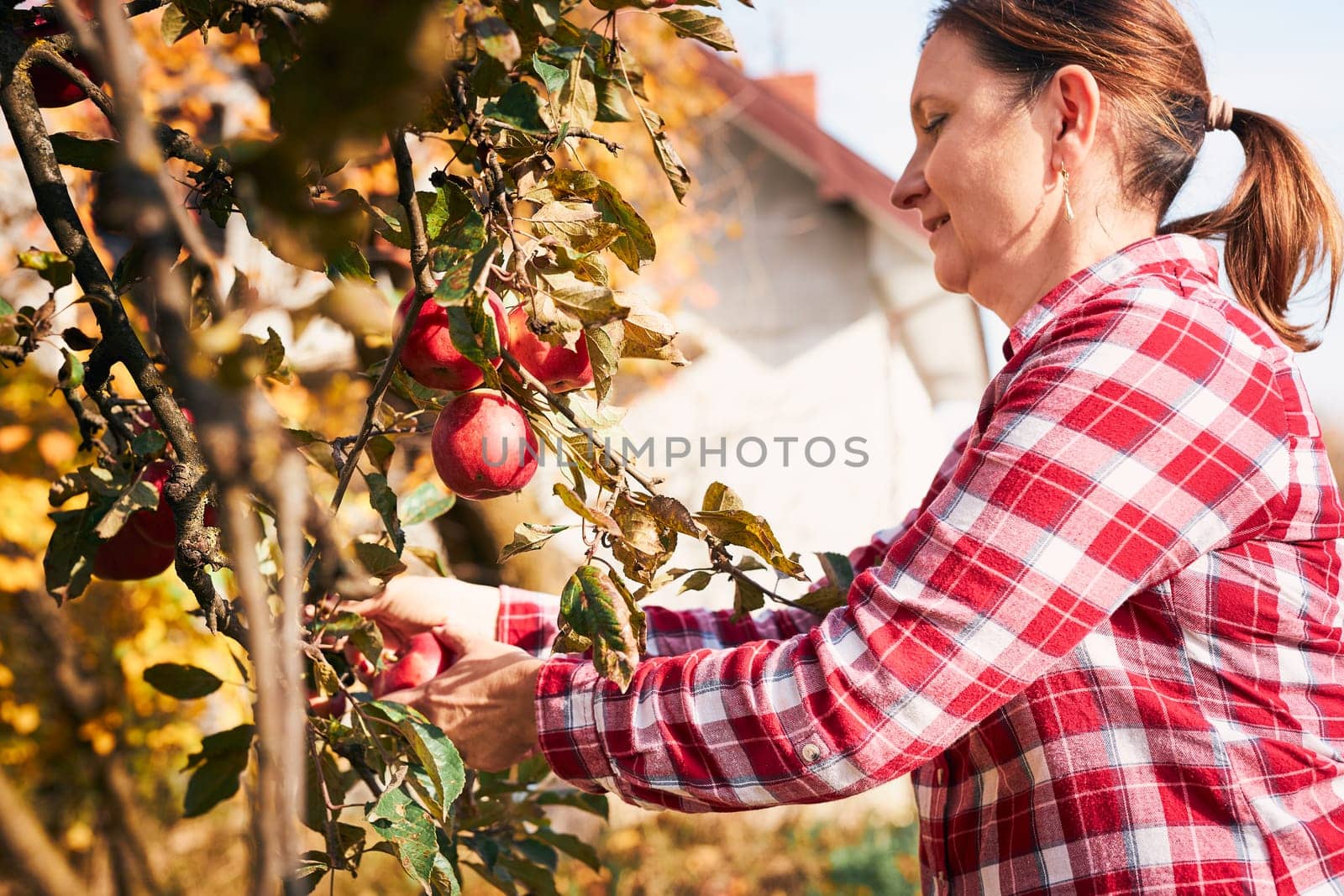 Woman picking ripe apples on farm. Farmer grabbing apples from tree in orchard. Fresh healthy fruits ready to pick on fall season. Agricultural industry. Harvest time in countryside