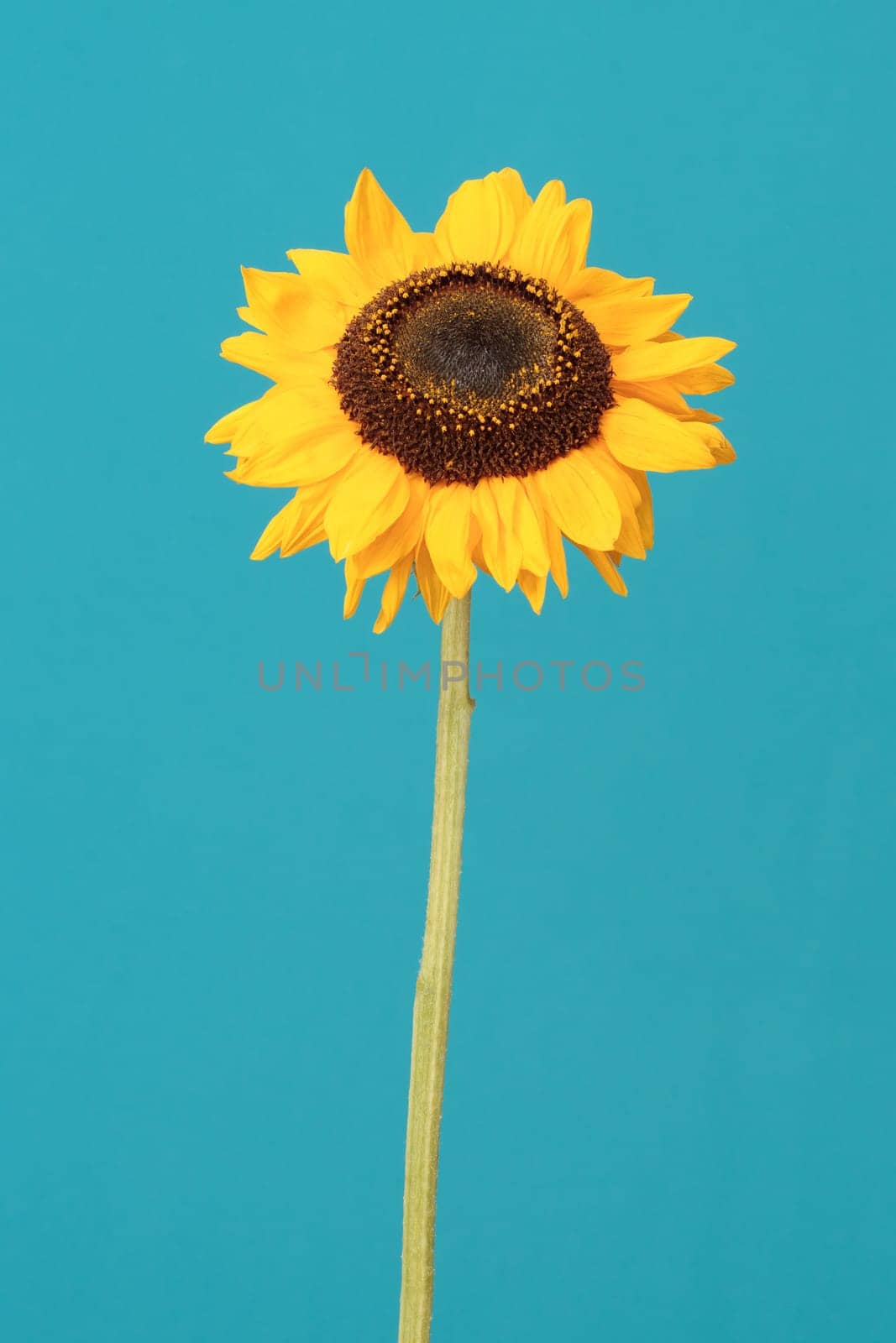 Close shot of one sunflower over a plain blue background
