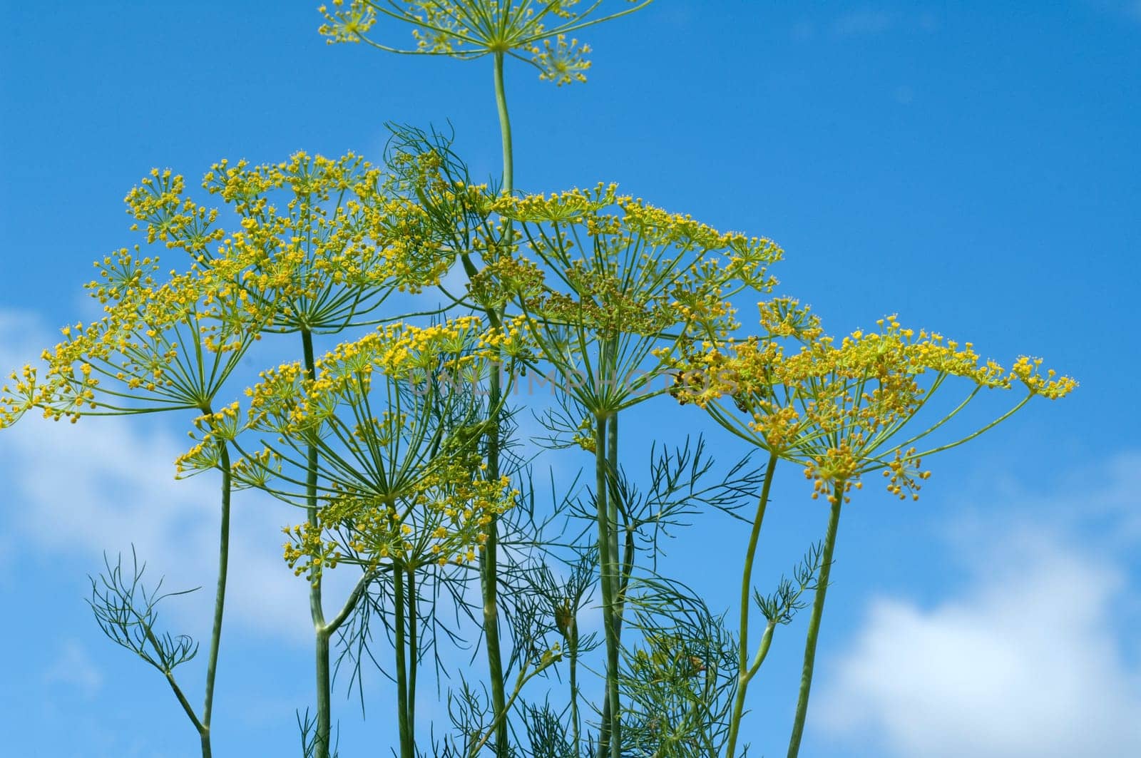 Dill  Anethum graveolens  Dilldolde  Blueten