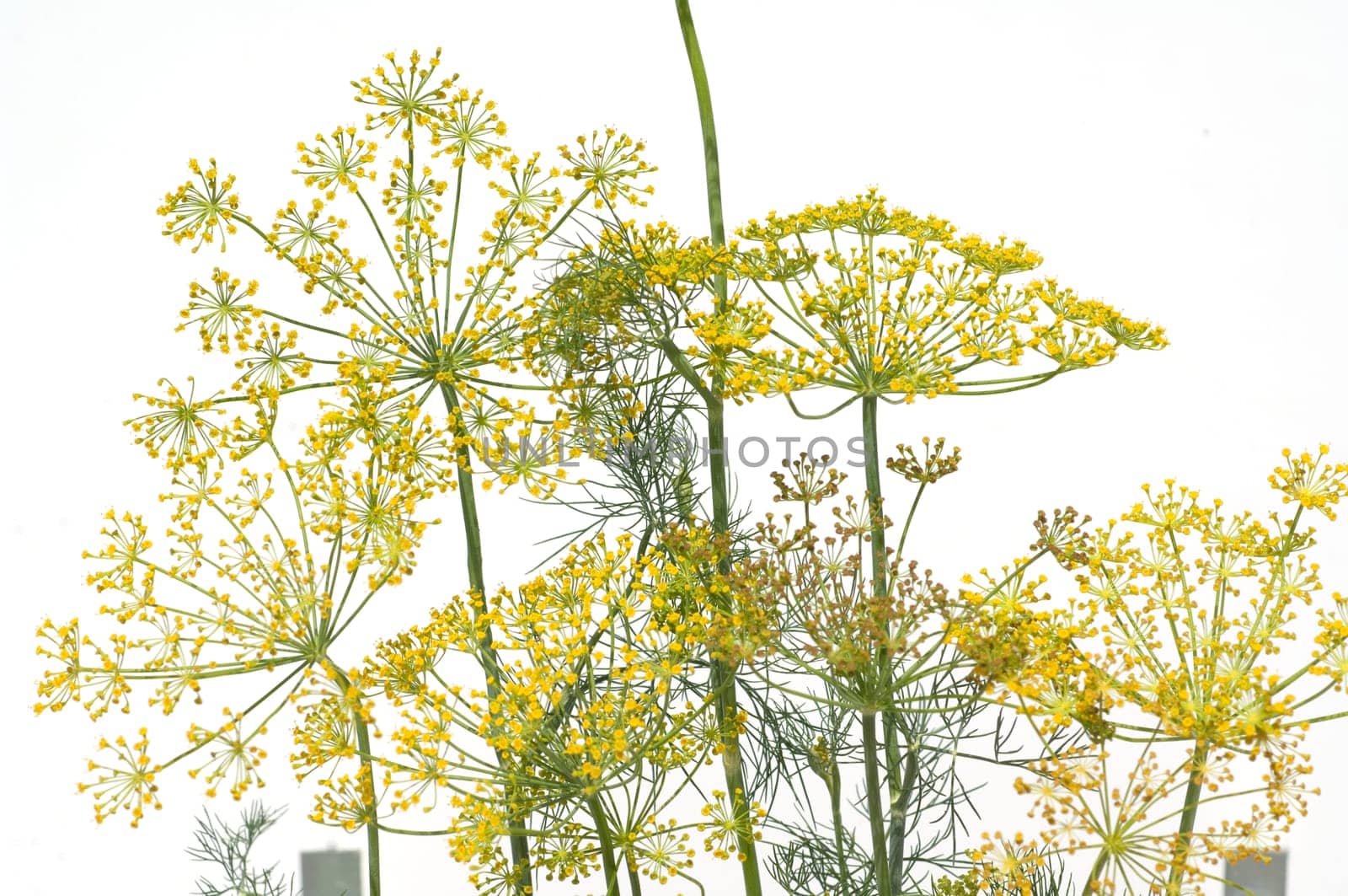 Dill  Anethum graveolens  Dilldolde  Blueten