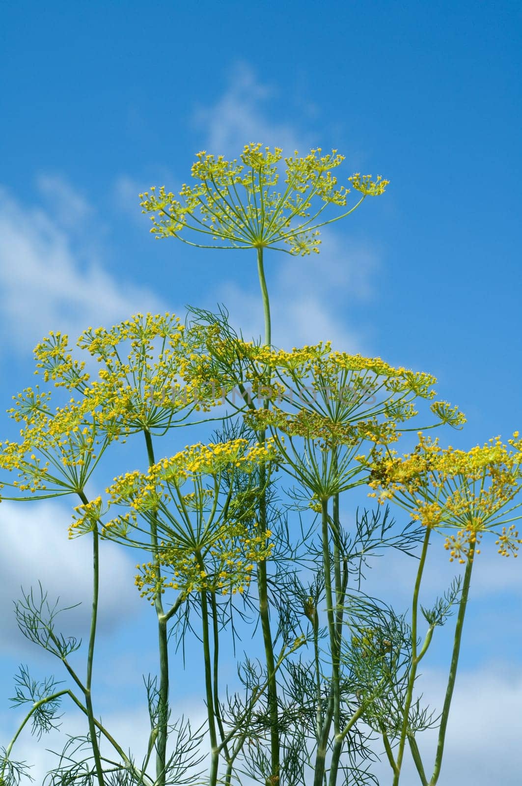 Dill  Anethum graveolens  Dilldolde  Blueten