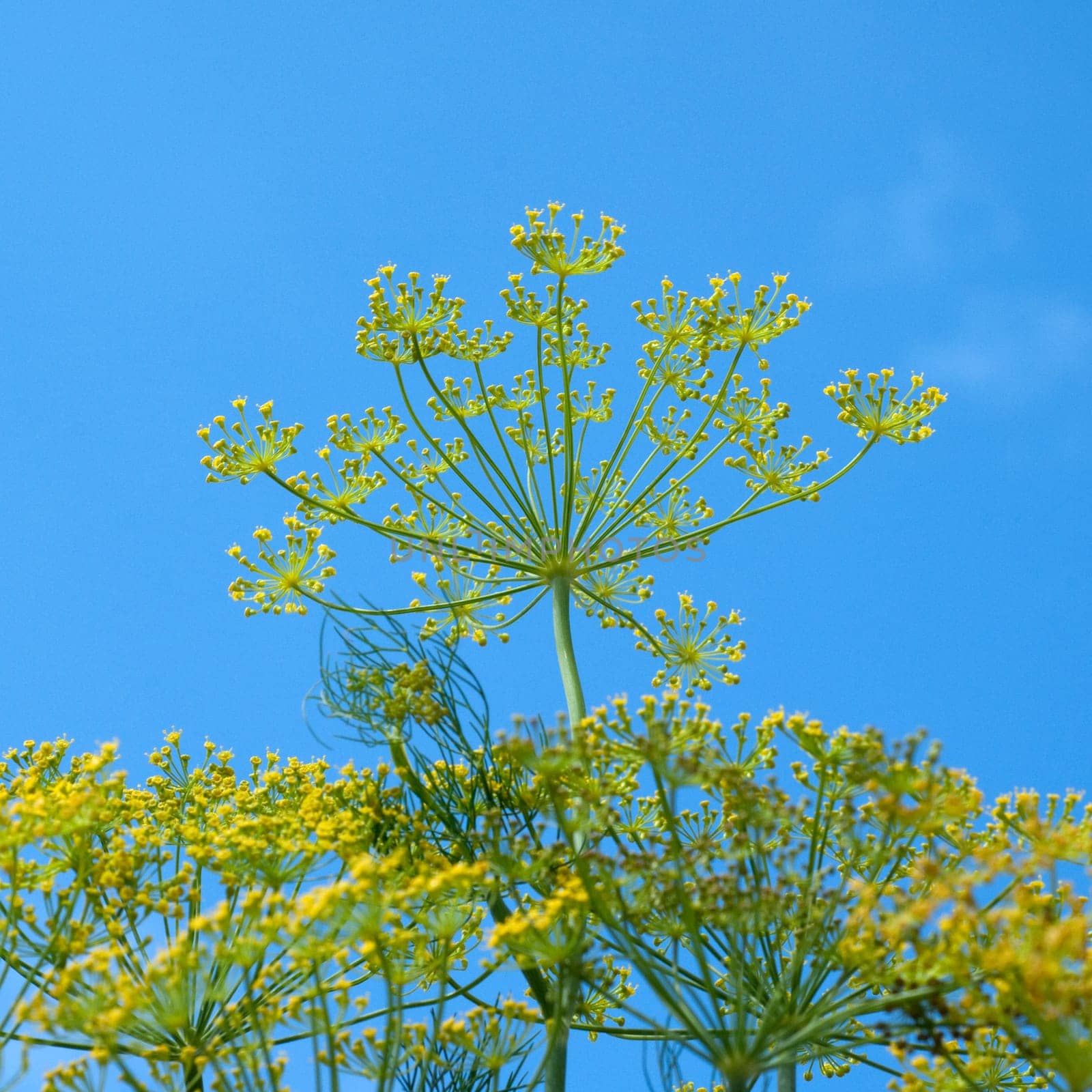 Dill  Anethum graveolens  Dilldolde  Blueten