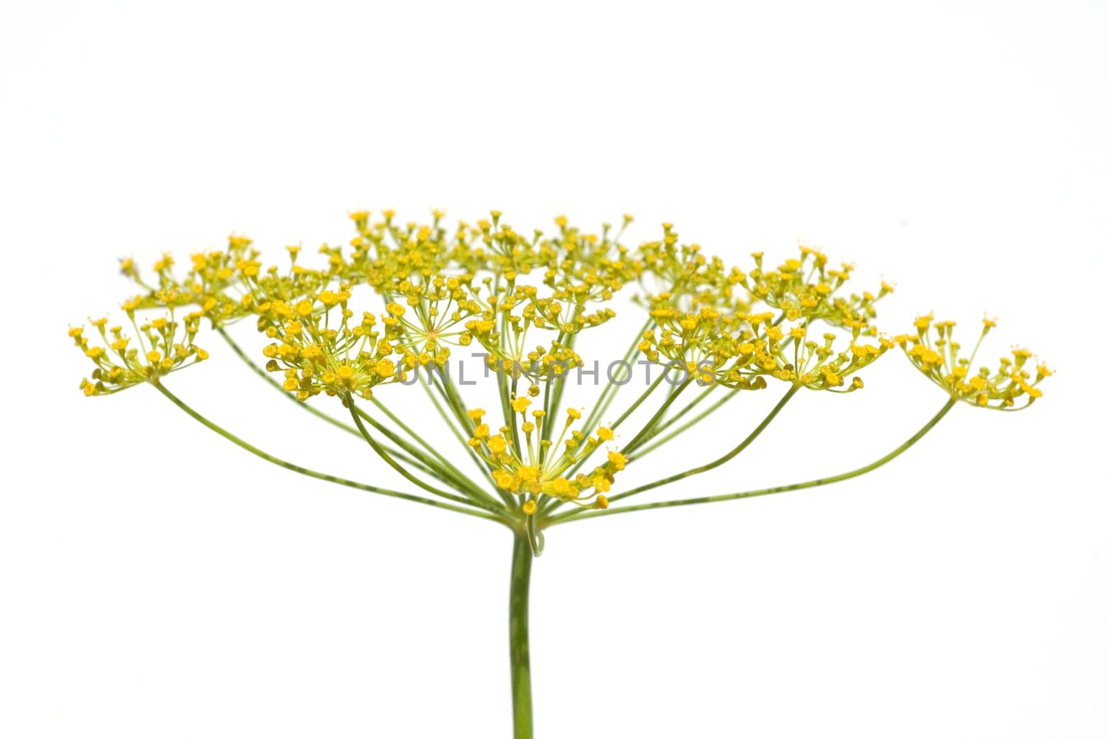 Dill  Anethum graveolens  Dilldolde  Blueten