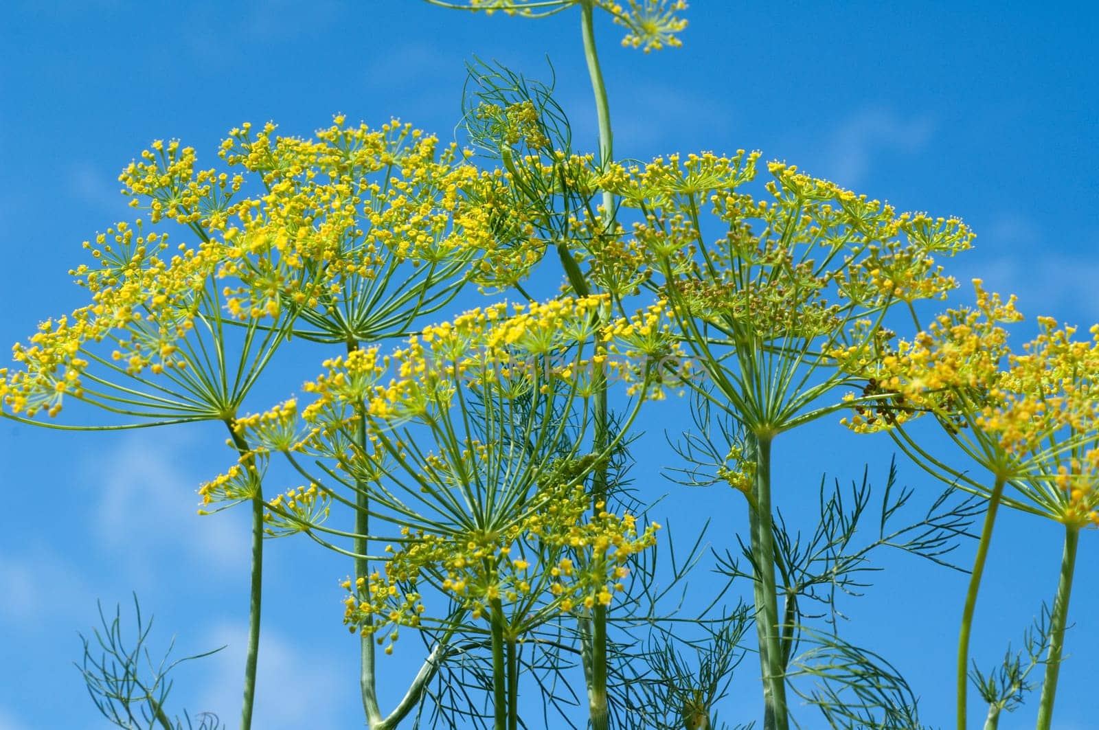 Dill  Anethum graveolens  Dilldolde  Blueten