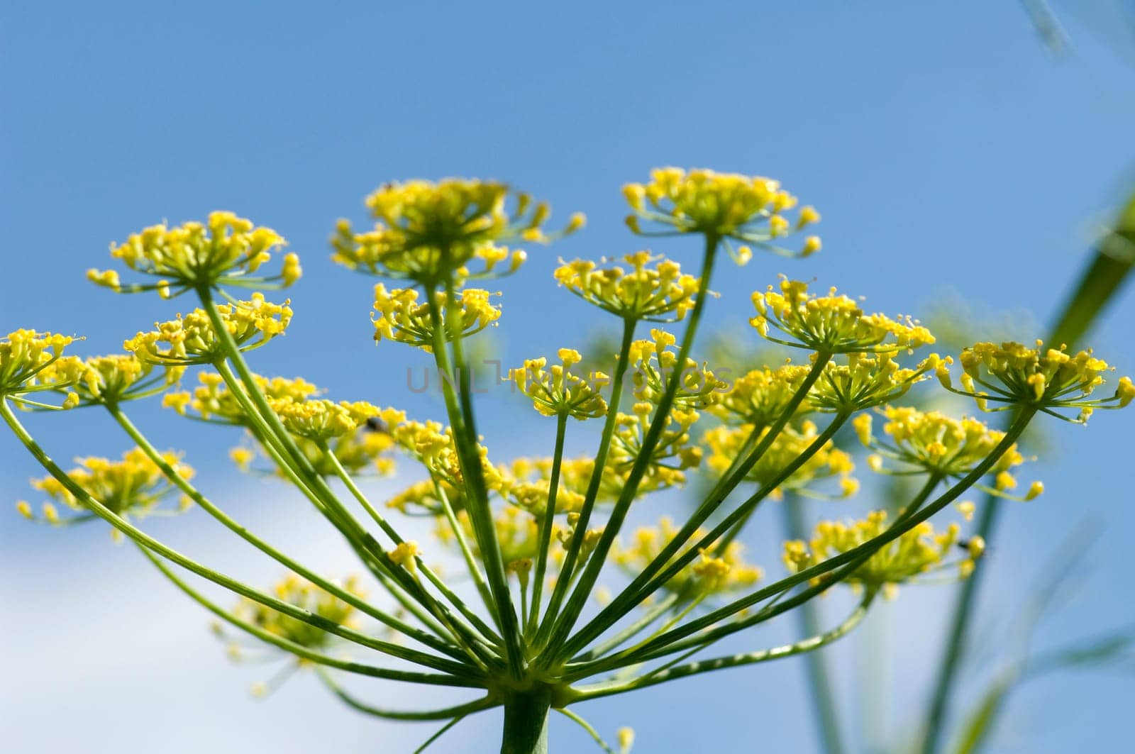 Fenchel  Foeniculum Vulgare  Kuechenkraut, heilpflanze