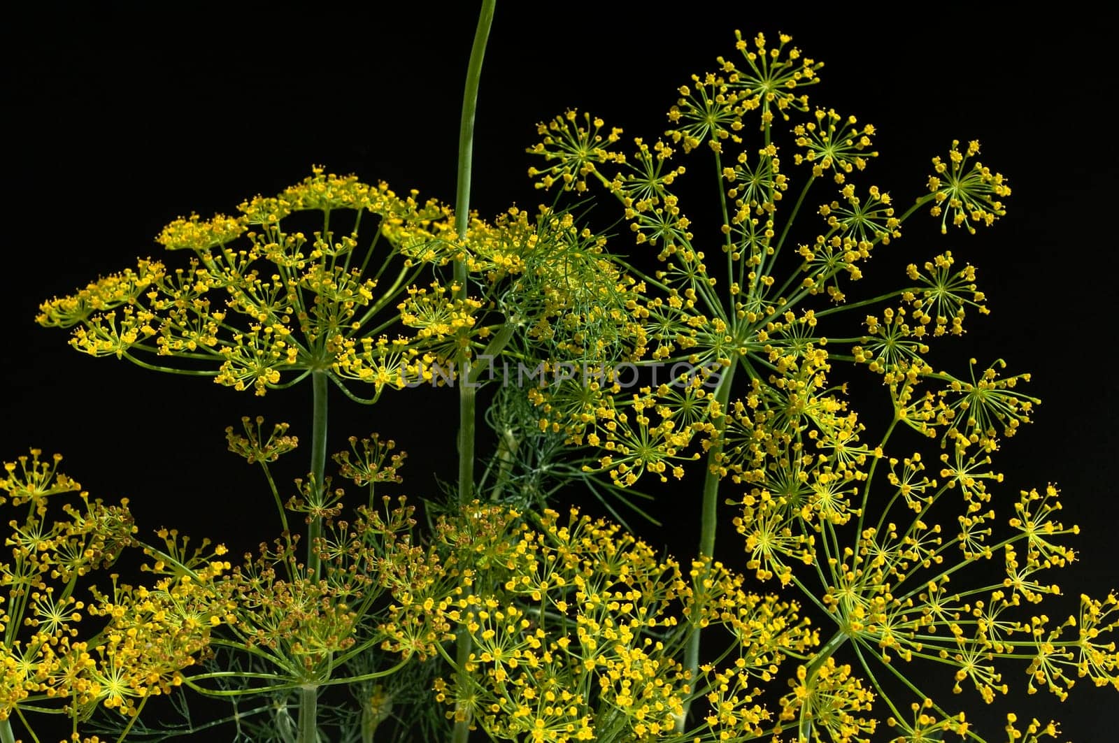 Dill  Anethum graveolens  Dilldolde  Blueten