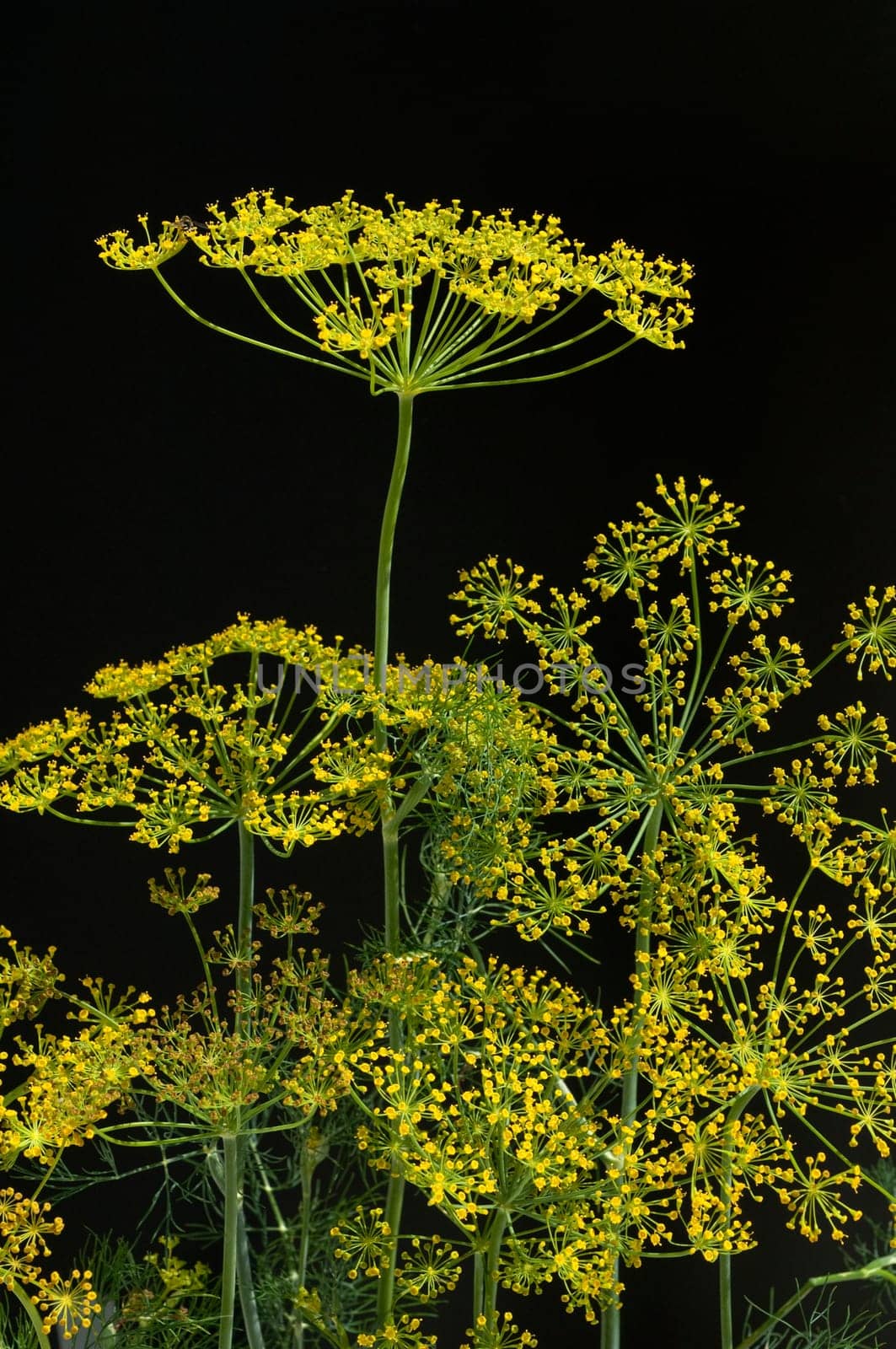 Dill  Anethum graveolens  Dilldolde  Blueten