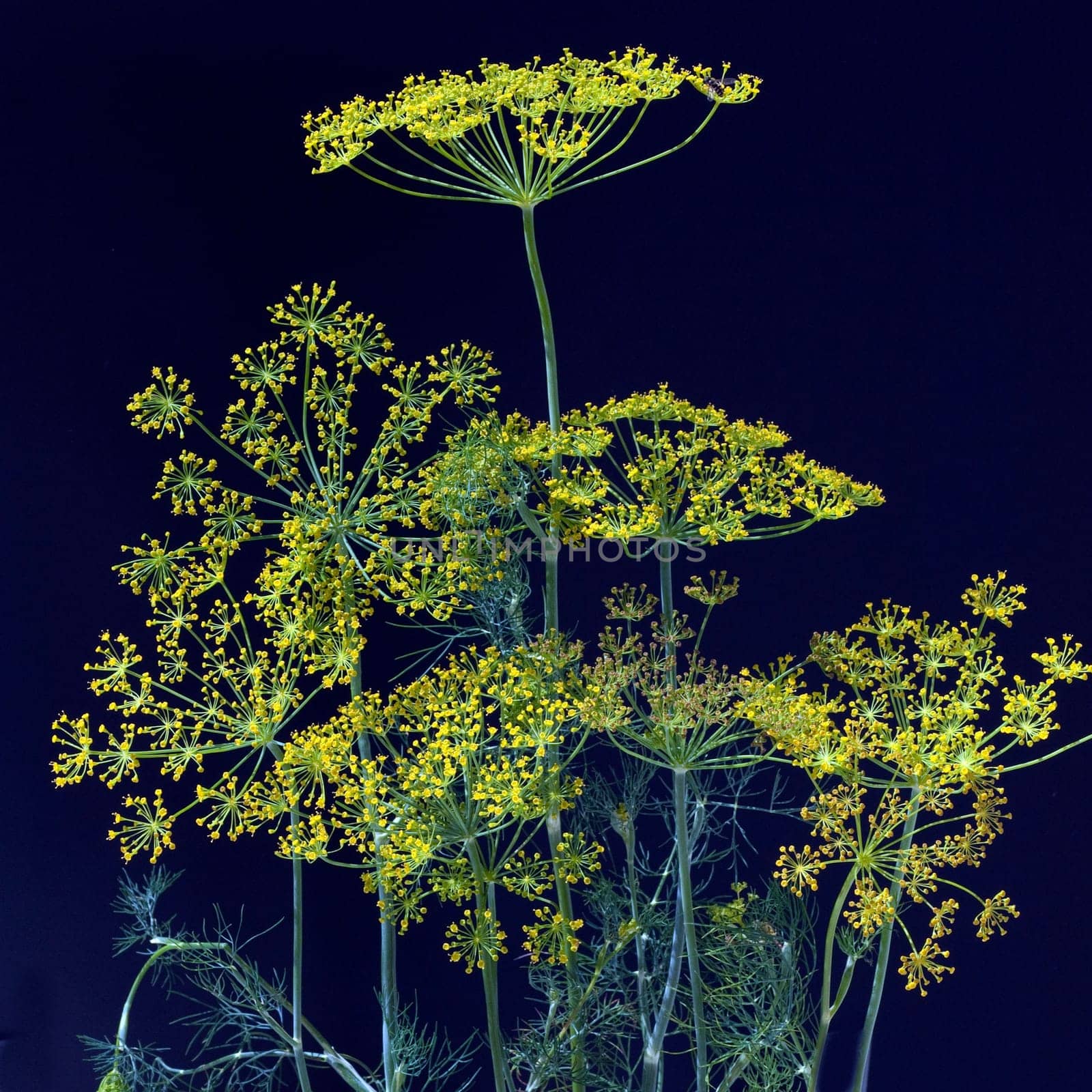 Dill  Anethum graveolens  Dilldolde  Blueten