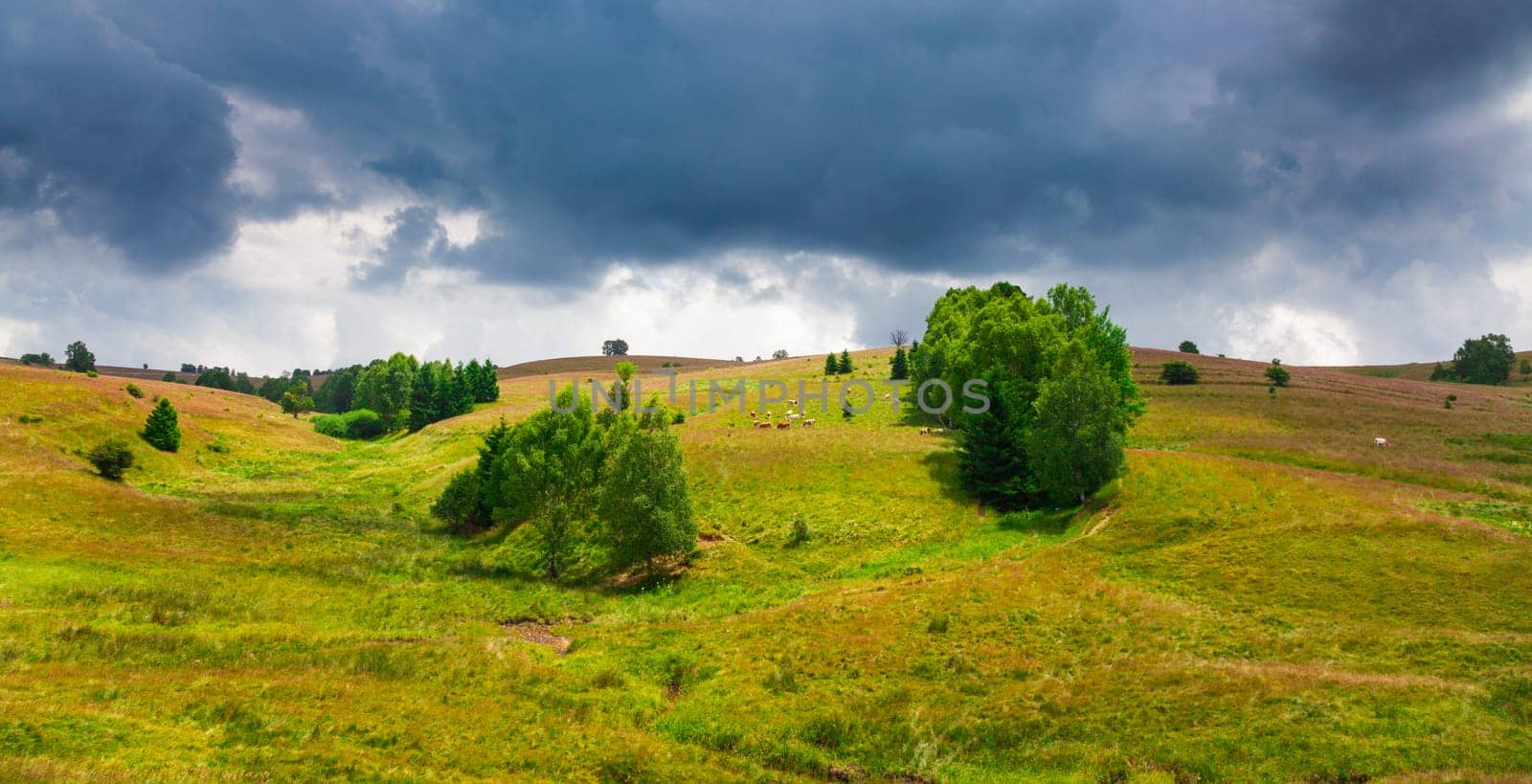 Cows grazing on a slope in Semenic Mountains, Romania.