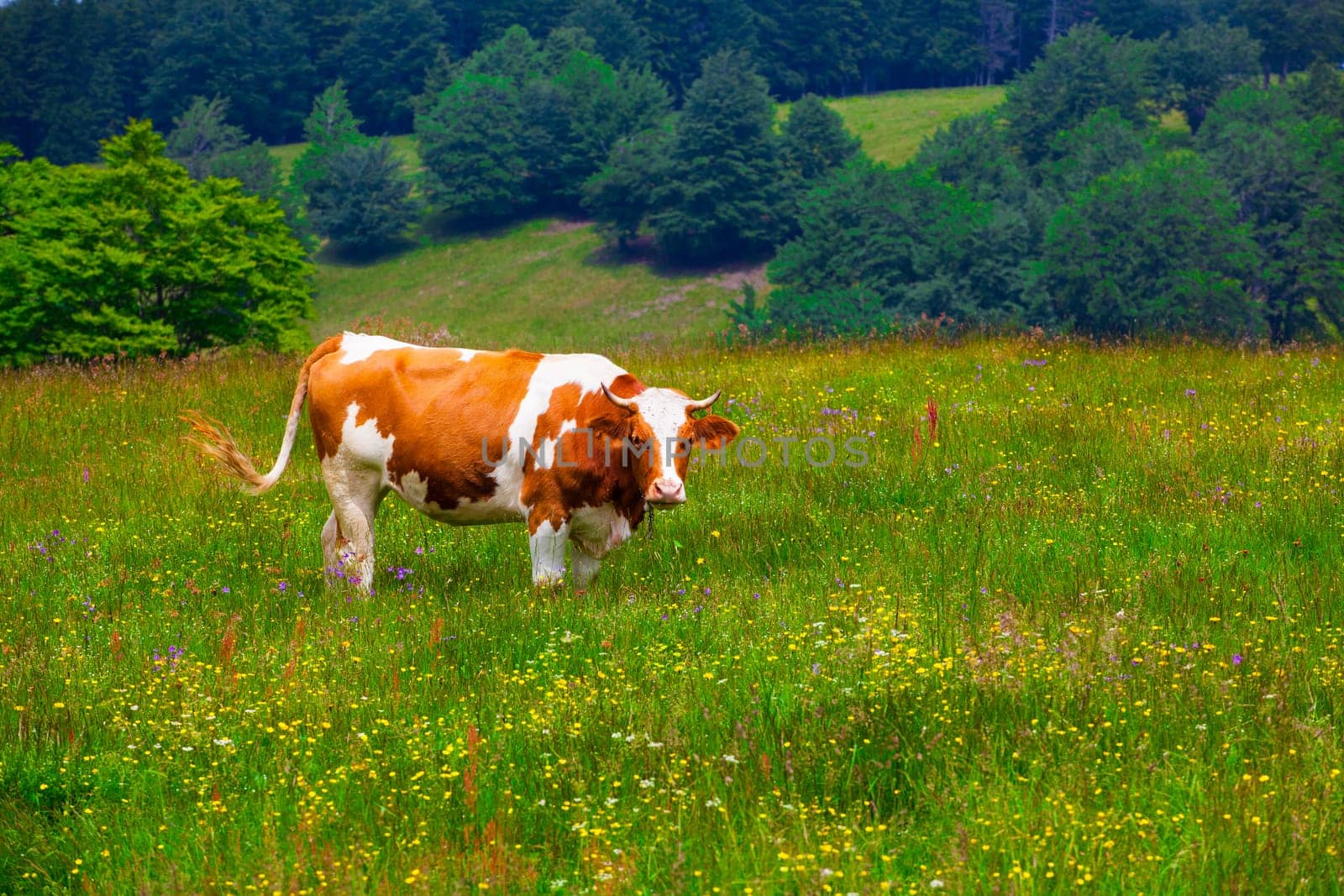 Cows grazing on a slope in Semenic Mountains, Romania.