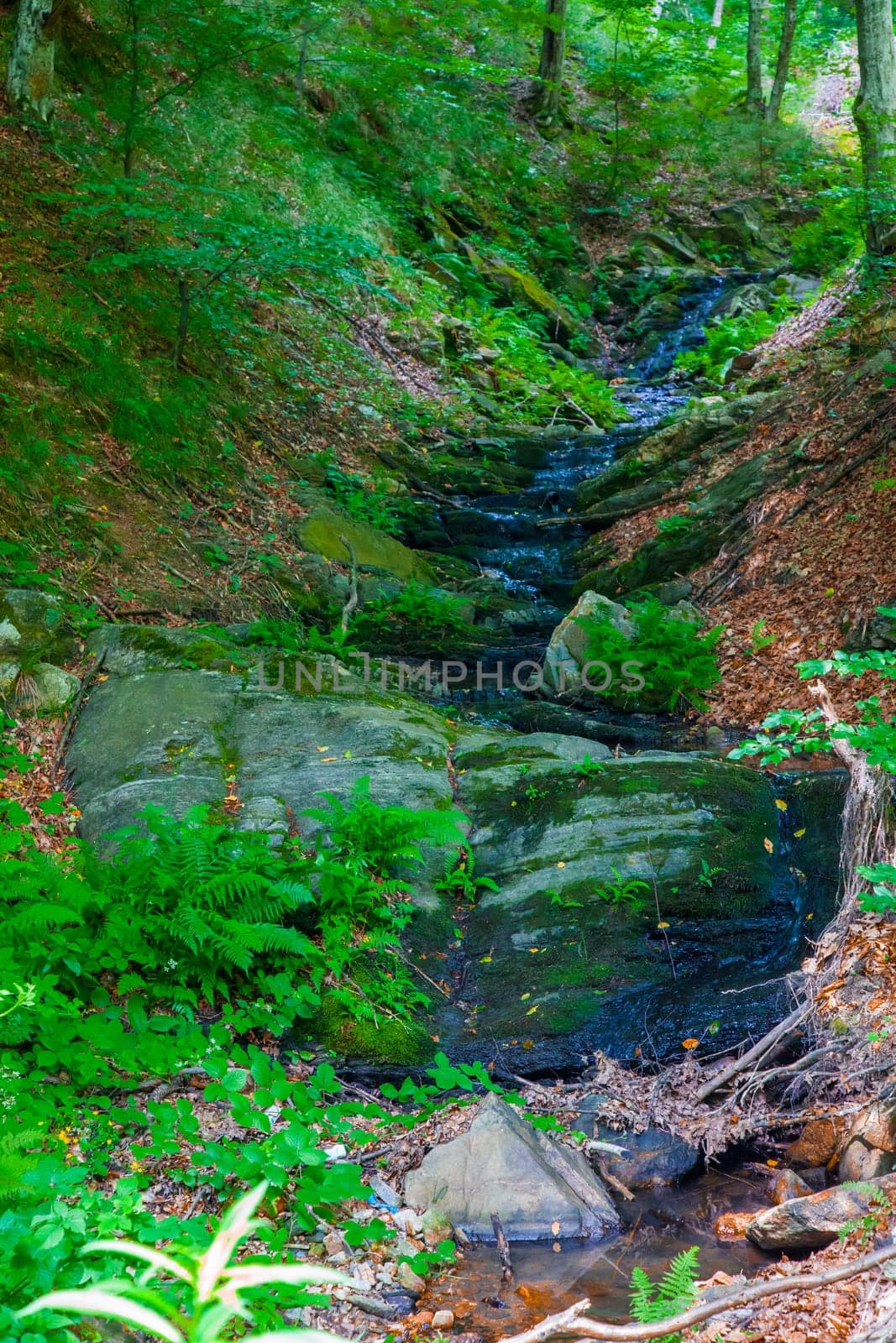 Stream in the green forests of Semenic Mountains, Romania.