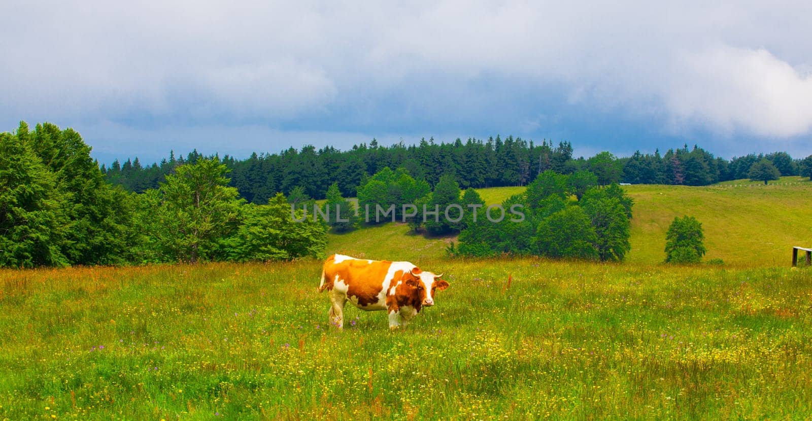 Cows grazing on a slope in Semenic Mountains, Romania.