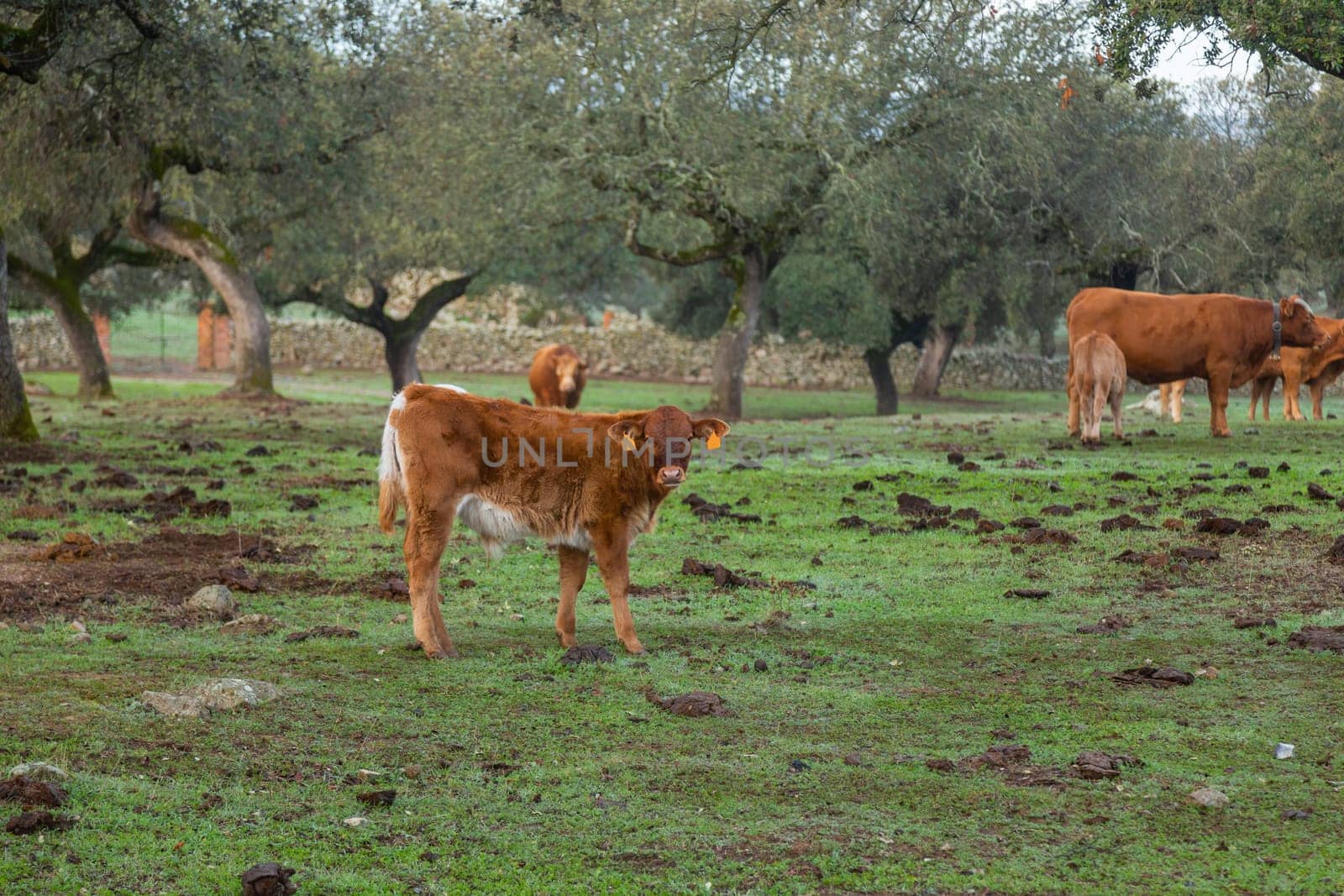 Cattle in a meadow near Caceres. Extremadura, Spain.