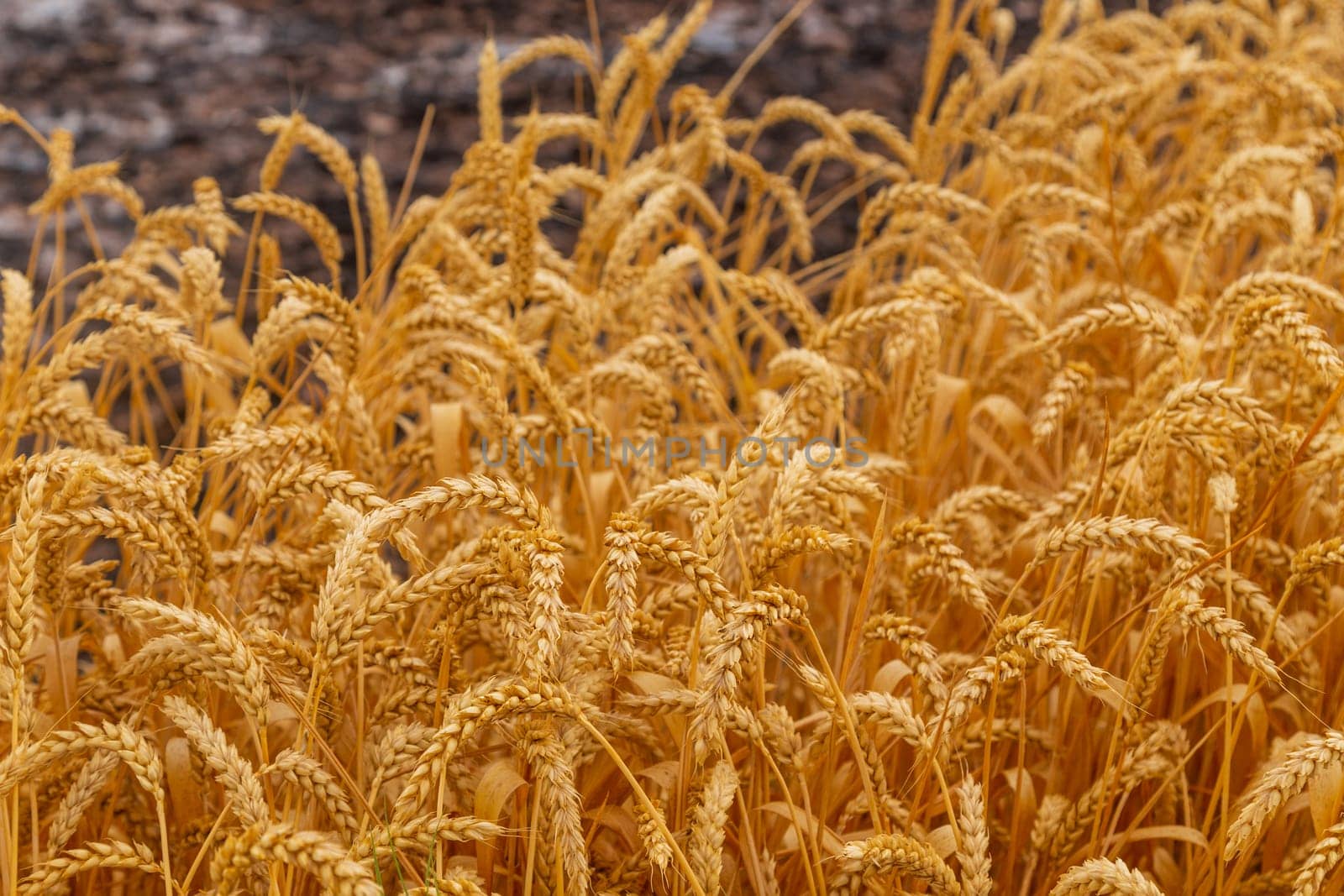 Wheat field in the Pyrenees of Navarra. Spain