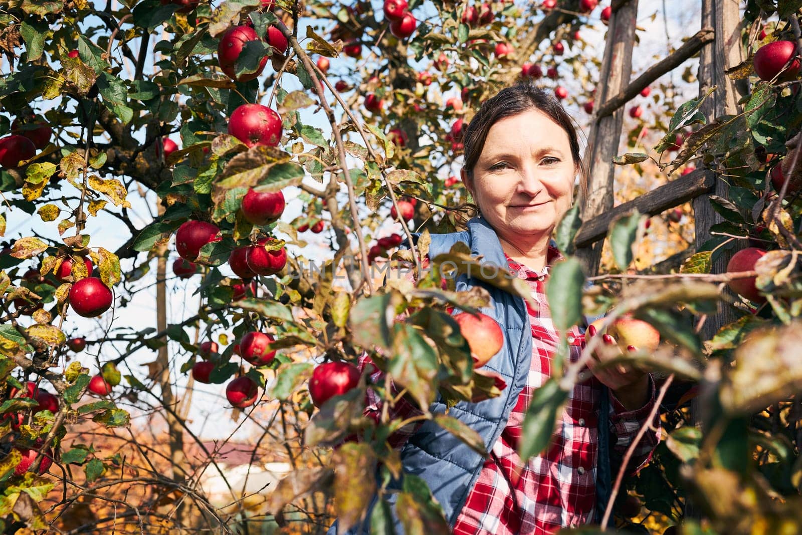Woman picking ripe apples on farm. Farmer grabbing apples from tree in orchard. Fresh healthy fruits ready to pick on fall season. Agricultural industry. Harvest time in countryside