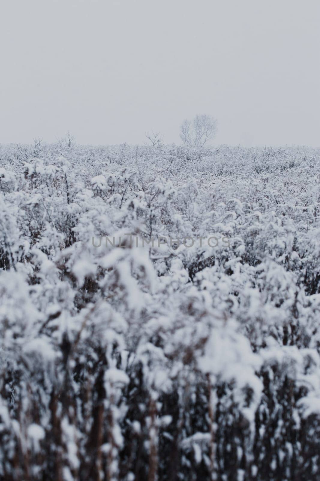 Meadow after heavy snowfall. Scenic wintery landscape of field of grass