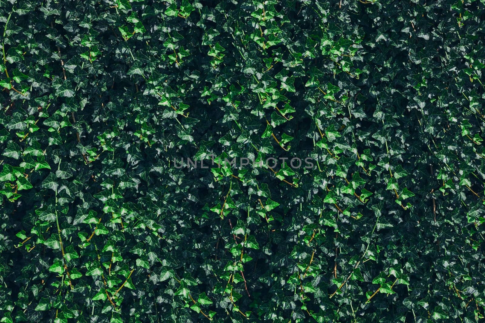 Green leaves pattern background. Natural background and wallpaper. Small green leaves texture. Clean environment. Ornamental plant in the garden. Eco wall. Organic natural background