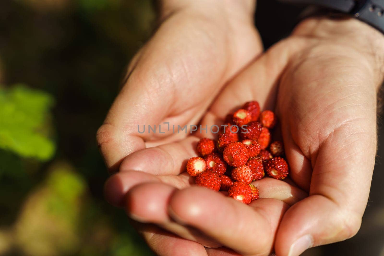 Close-up of a man's hands holding freshly picked red wild strawberries in the forest in early summer. Fragaria vesca, commonly called the wild strawberry, woodland strawberry, Alpine strawberry, Carpathian strawberry or European strawberry.