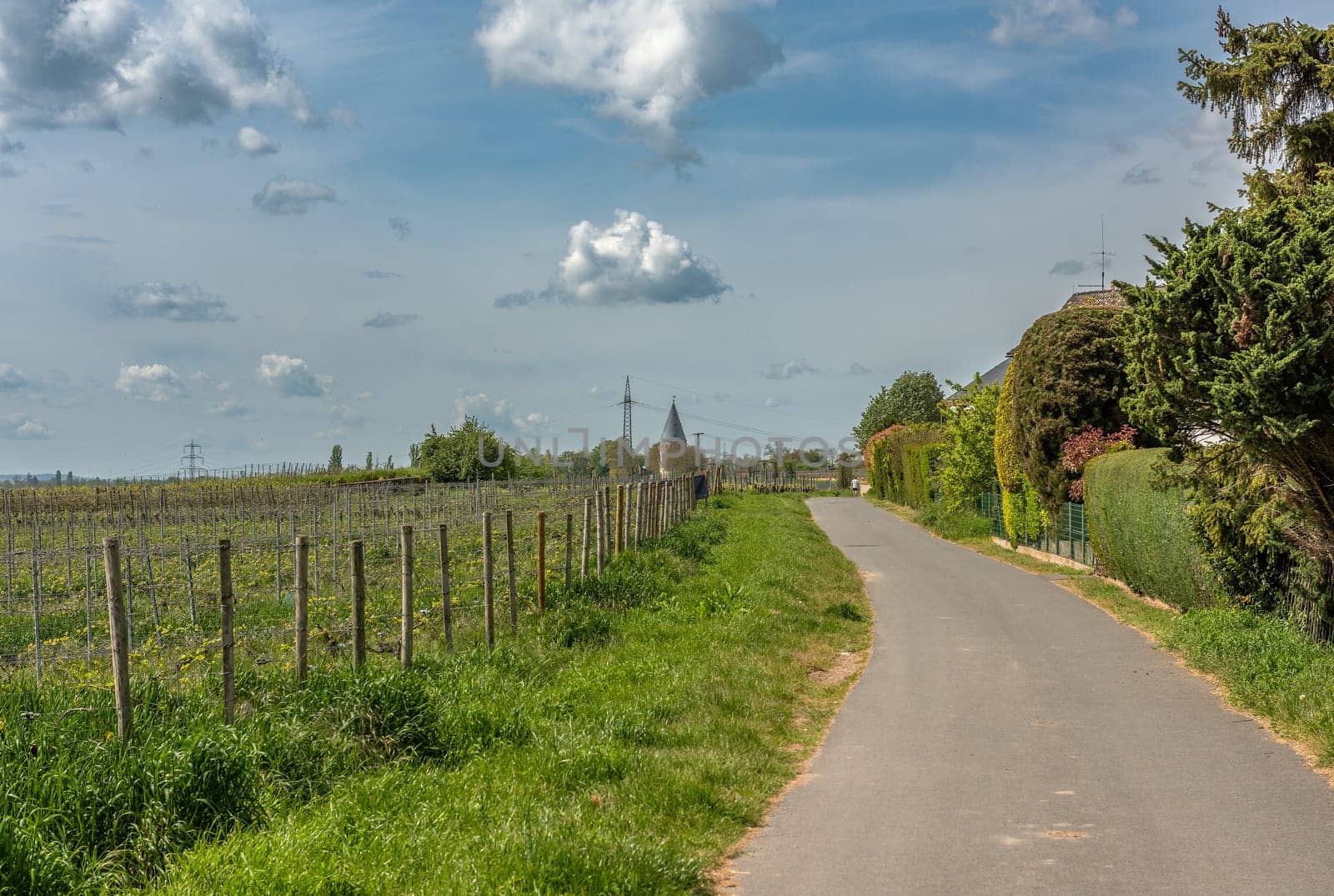 Vineyards in the Rhein Main Regional Park near the Flörsheimer Warte